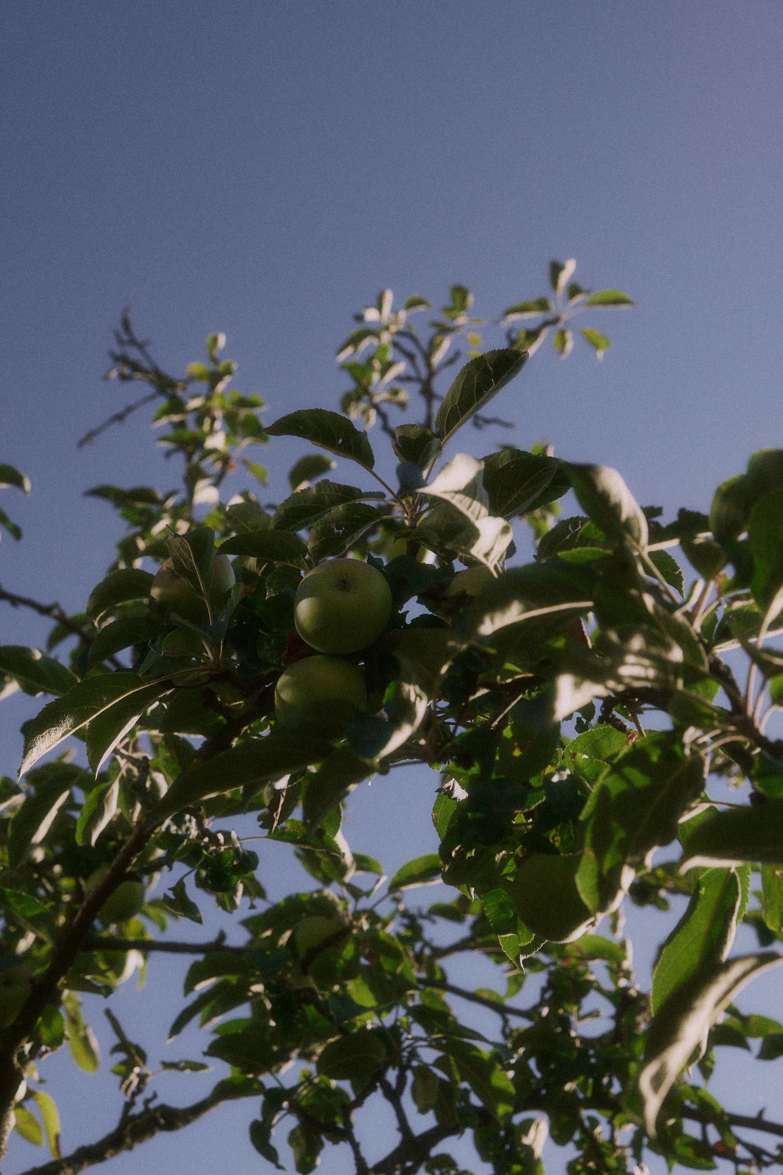 Grüne Früchte und sonnenbeschienene Blätter eines Baums vor blauem Himmel auf der Terrasse im Hallo Emil. 