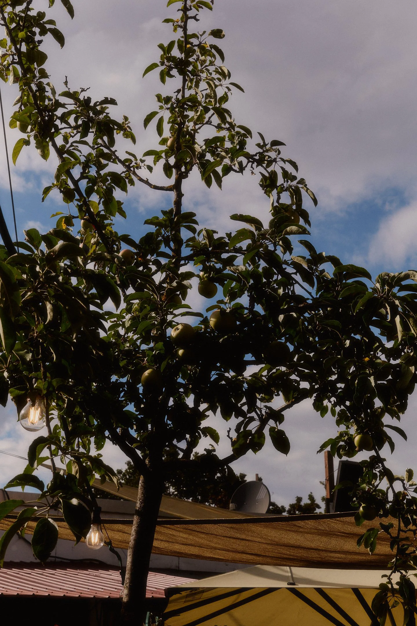 Baum mit grünen Früchten vor Sonnensegeln und bewölktem Himmel auf der Terrasse des Hallo Emil Stuttgart.