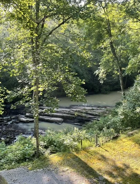 A peaceful river flowing through a lush green forest with tall trees and rocks along the waterbank.