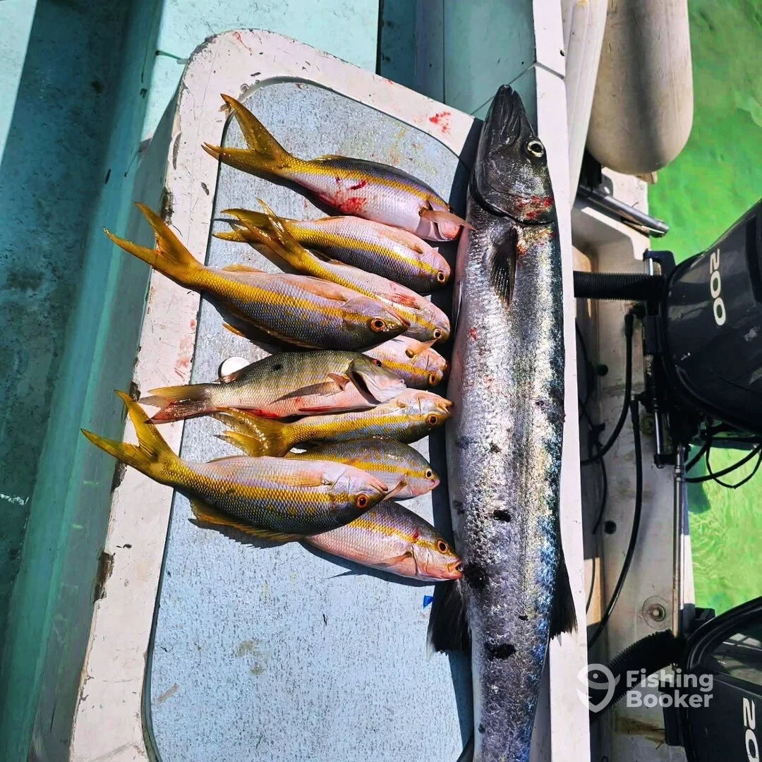 Several colorful fish lined up on a boat, including a large fish at the end, with a small motor partially visible on the right side.