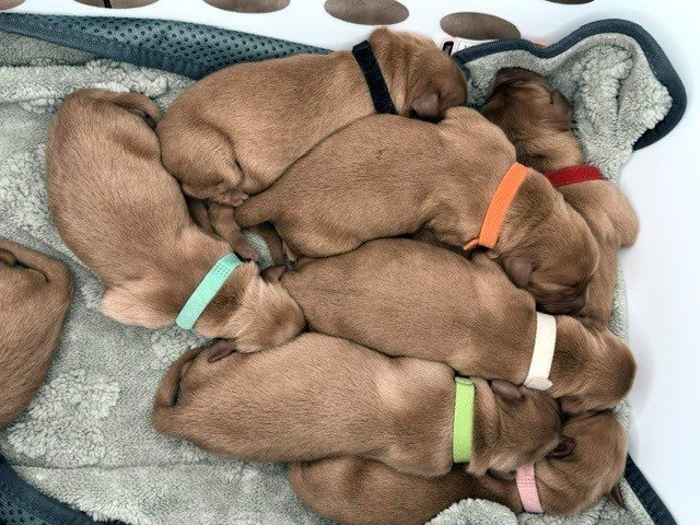 puppy pile.jpg
