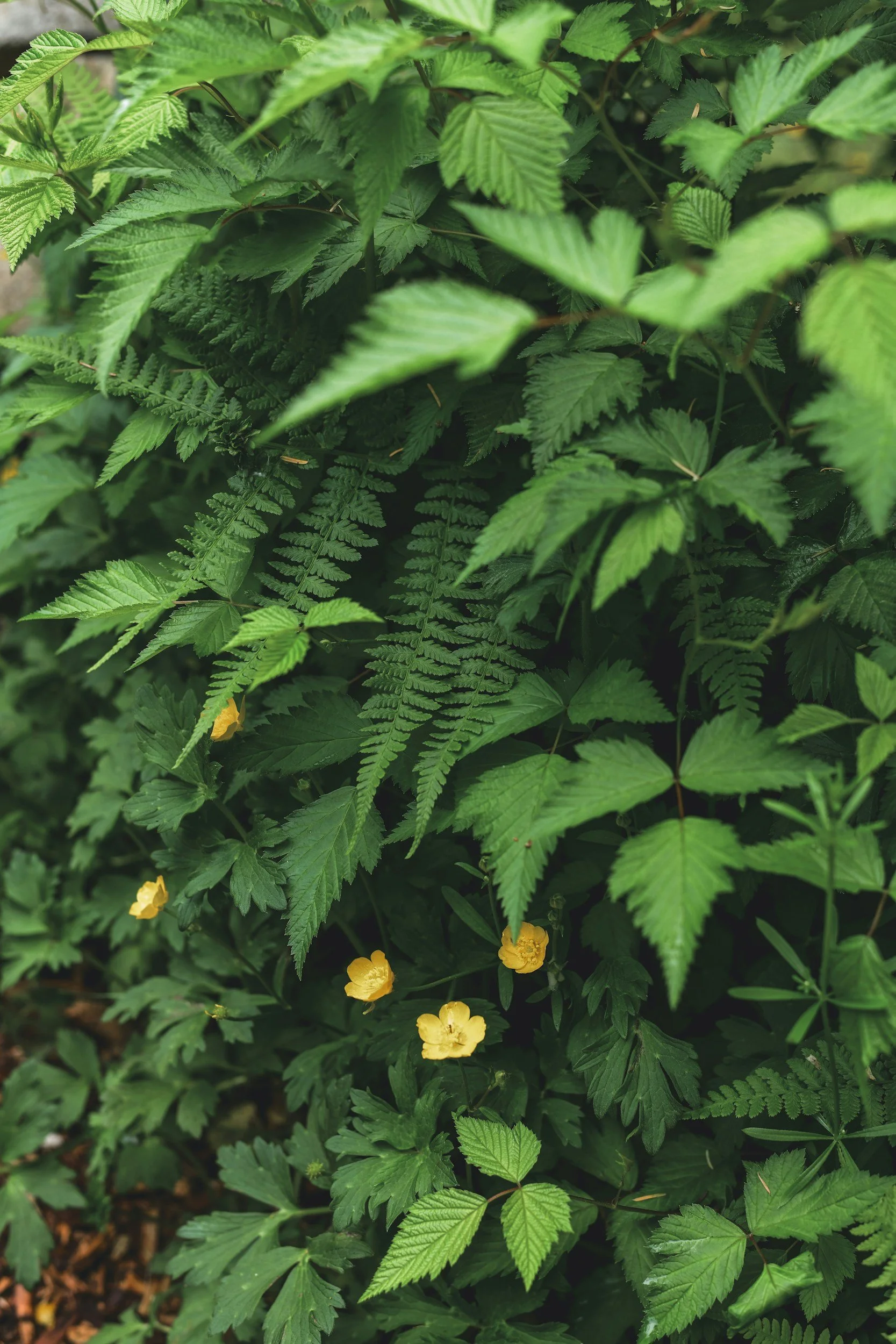 Green leafy plants, some with small yellow flowers, in a dense cluster.