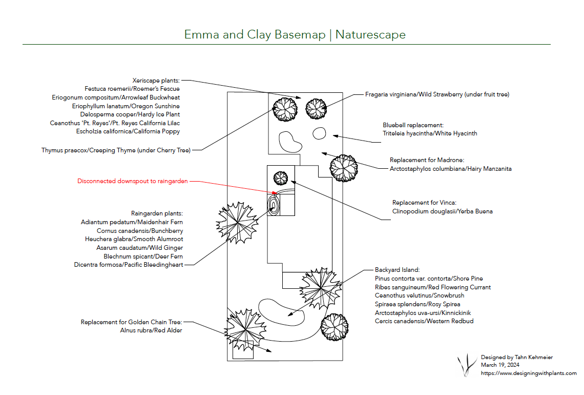 Diagram of a backyard landscape plan featuring various trees and plants, with labels indicating specific types and replacements for certain trees.