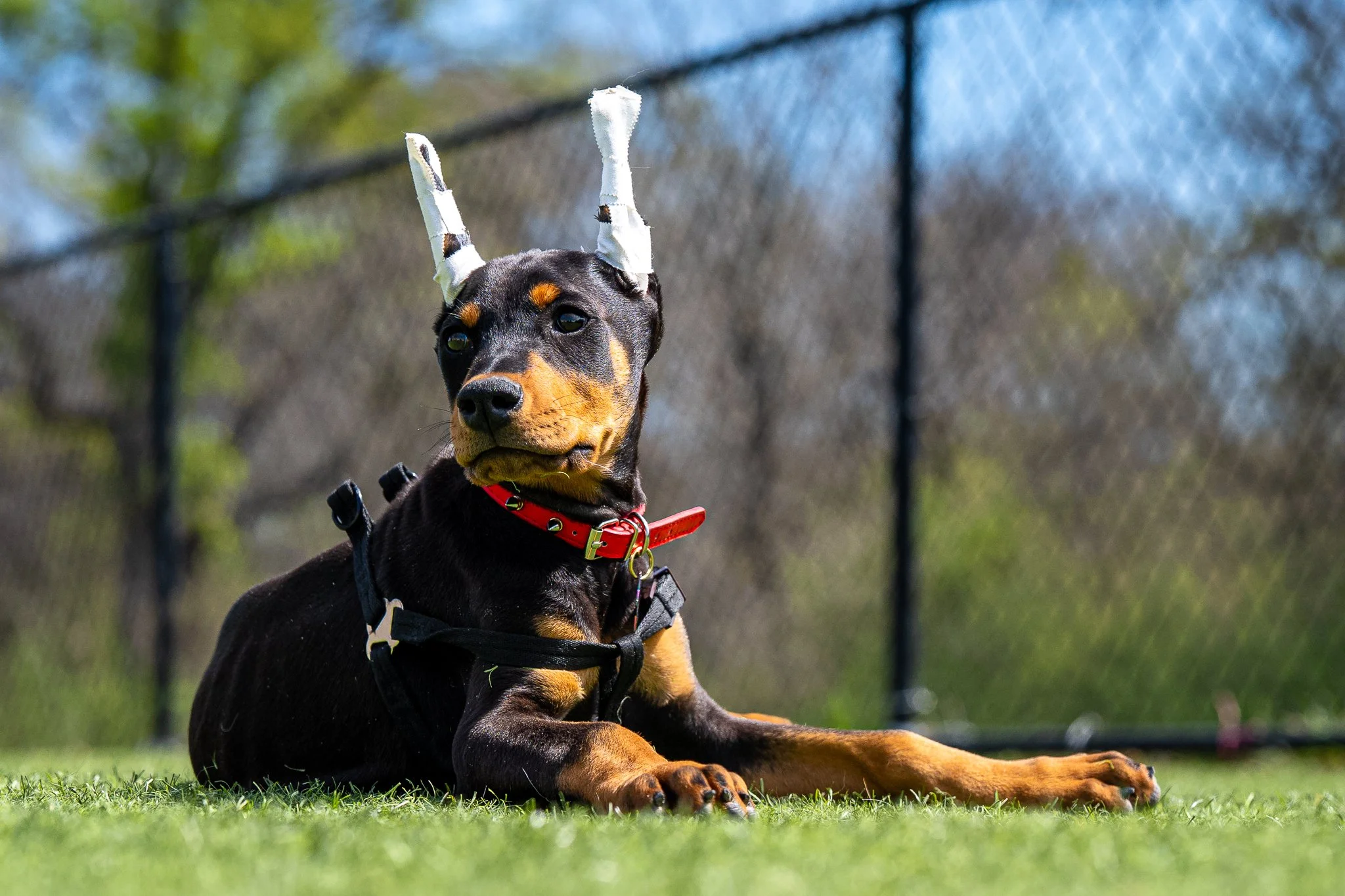 doghausen-4232-2.jpg