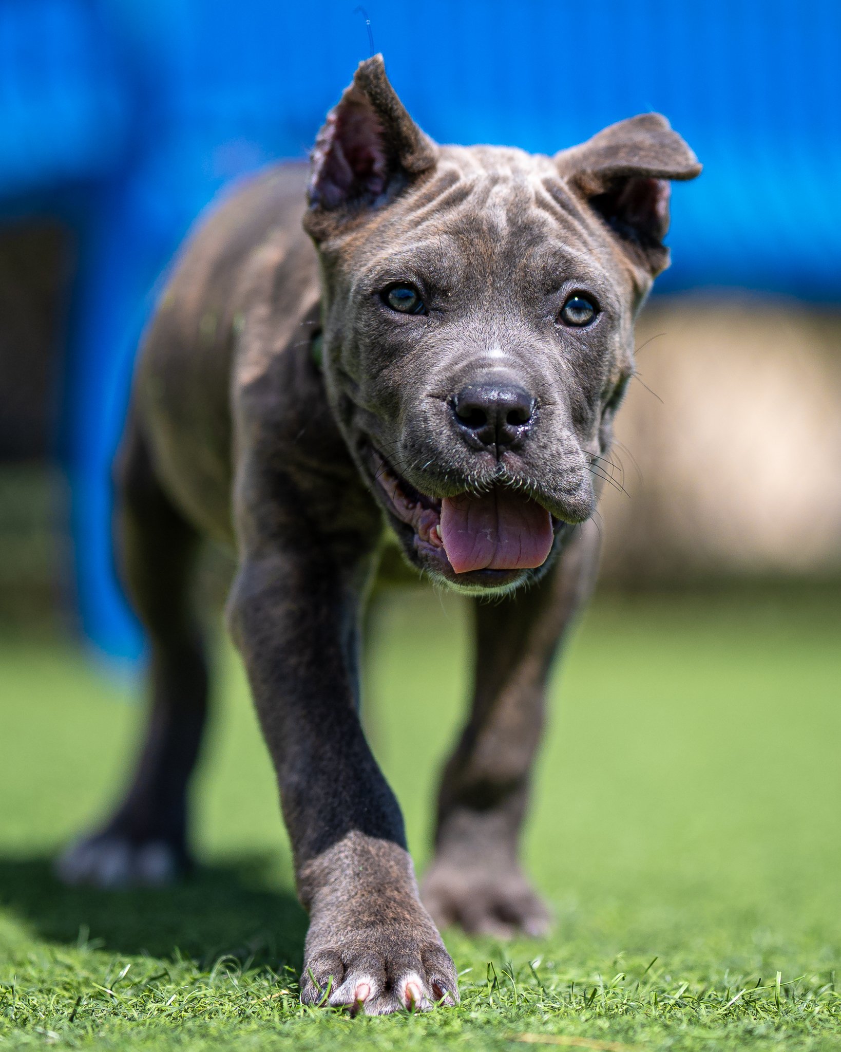 doghausen-4076.jpg