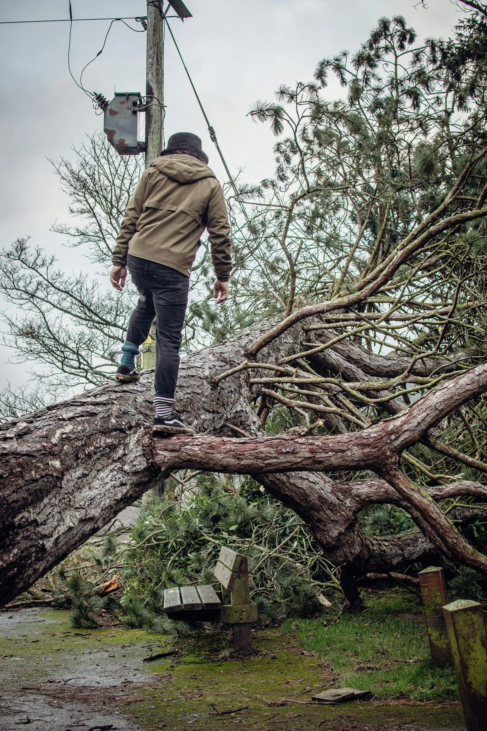 A person climbing on a fallen large tree, with broken branches and debris, in a park or wooded area after a storm or strong wind, with damaged benches and scattered leaves on the ground.