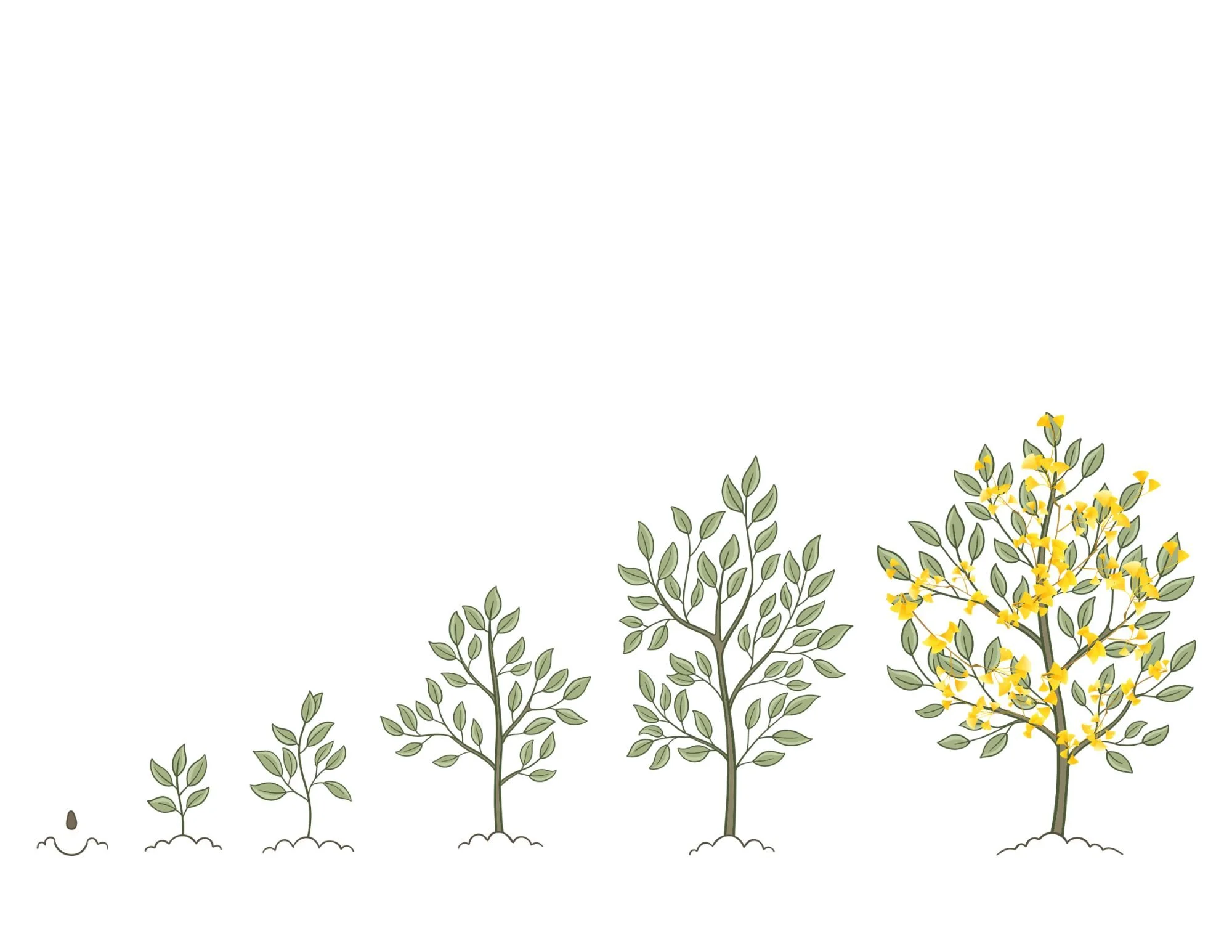 drawing of succession of trees growing ever bigger
