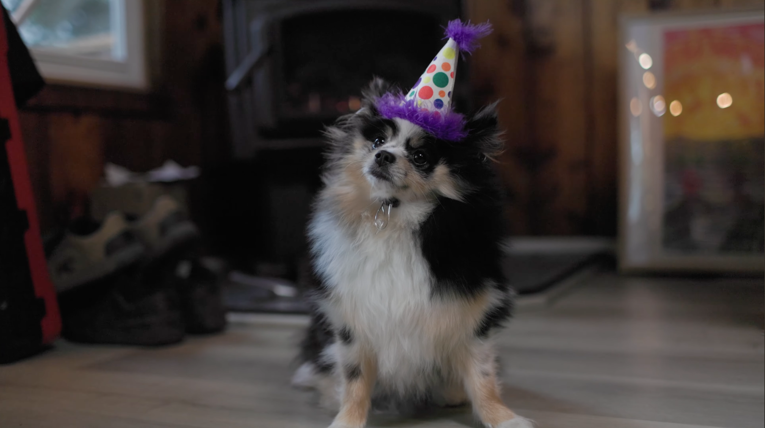 A small black, white, and tan puppy wearing a purple and white party hat with colorful polka dots, standing on a light-colored floor in a room with dark walls.