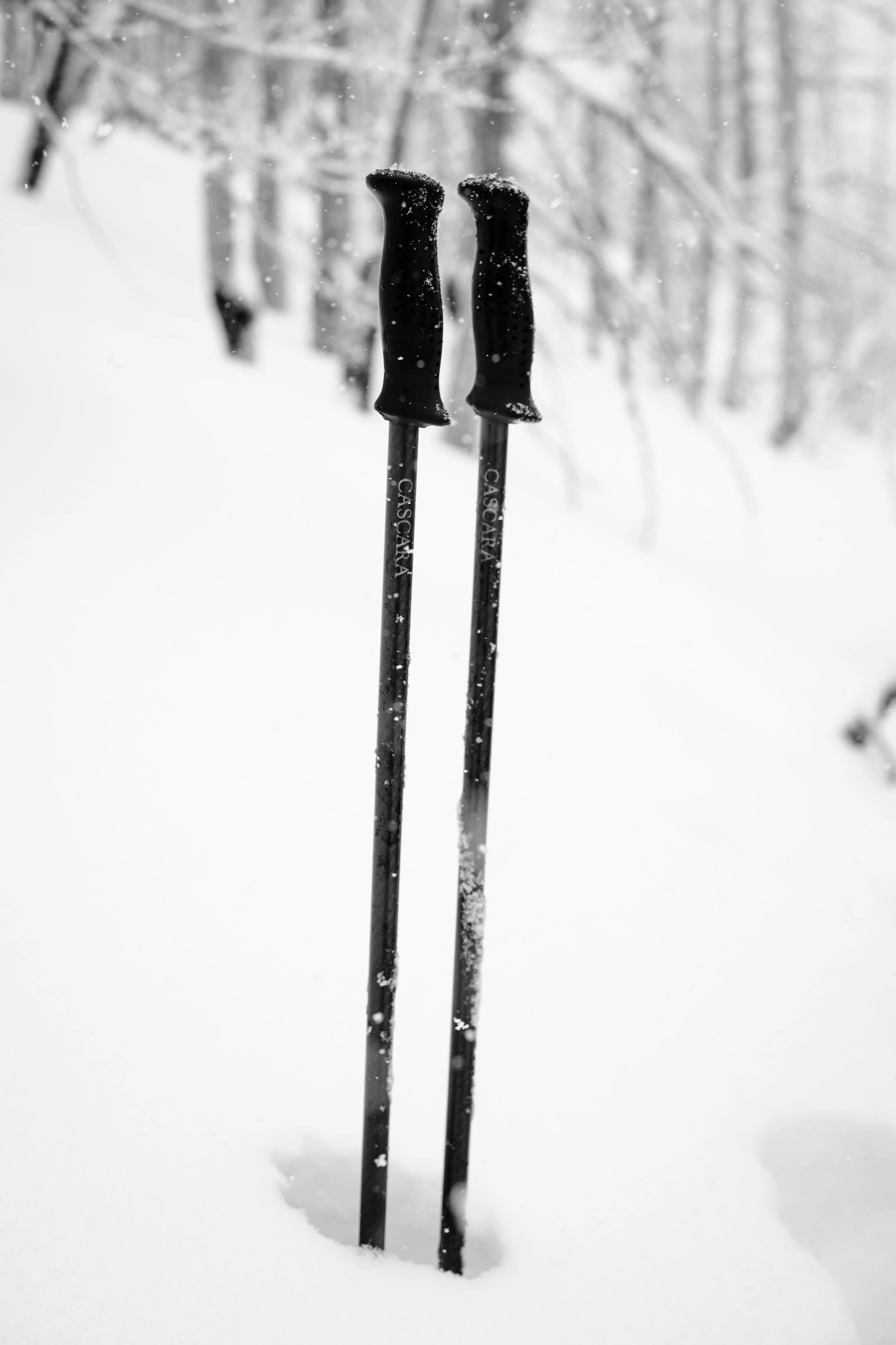 Two ski poles with black handles marking in snow, with snowy trees in the blurred background.