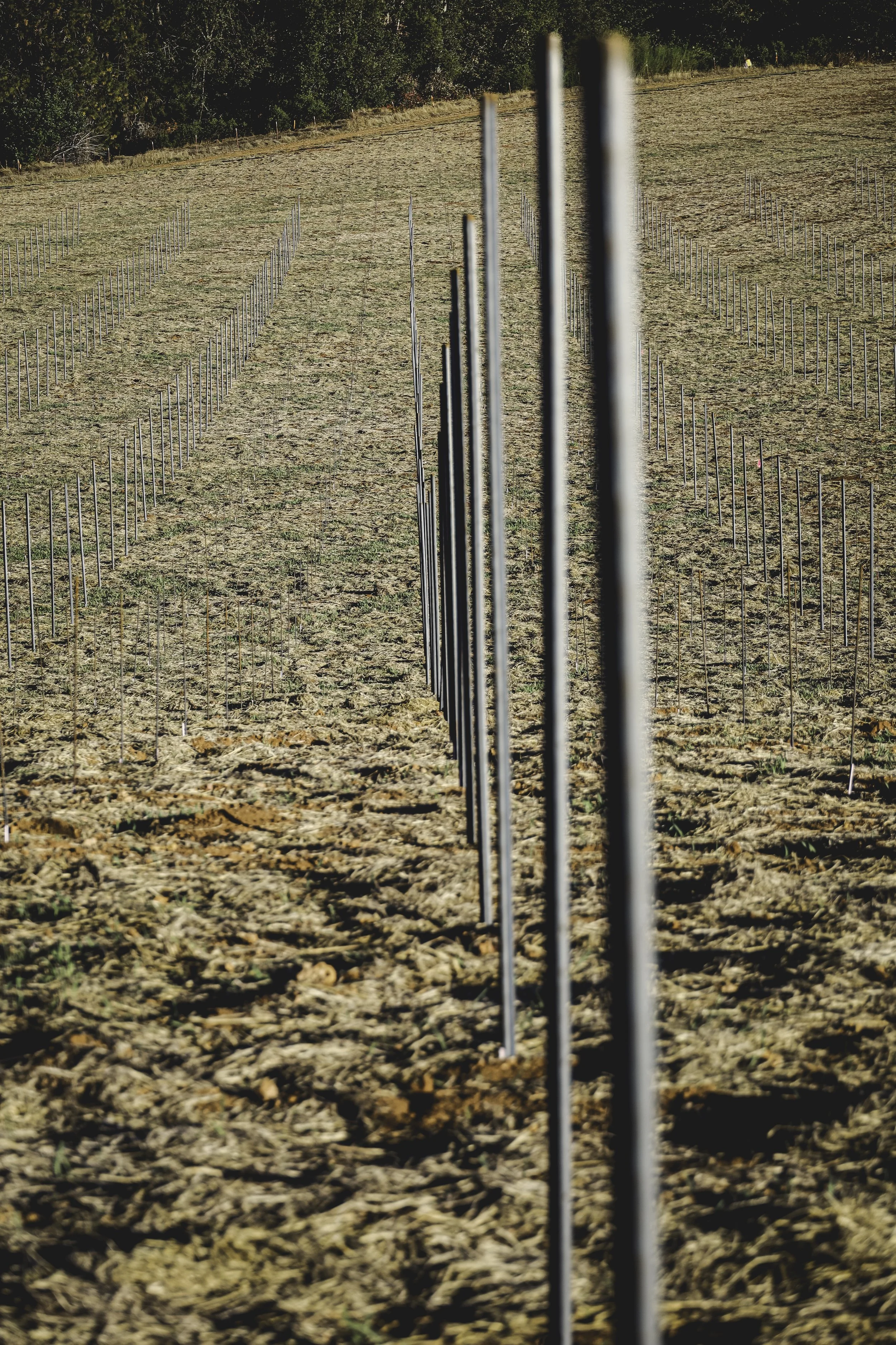 Multiple metal stakes arranged in neat rows in a field with dry grass and leaves, surrounded by trees in the background.