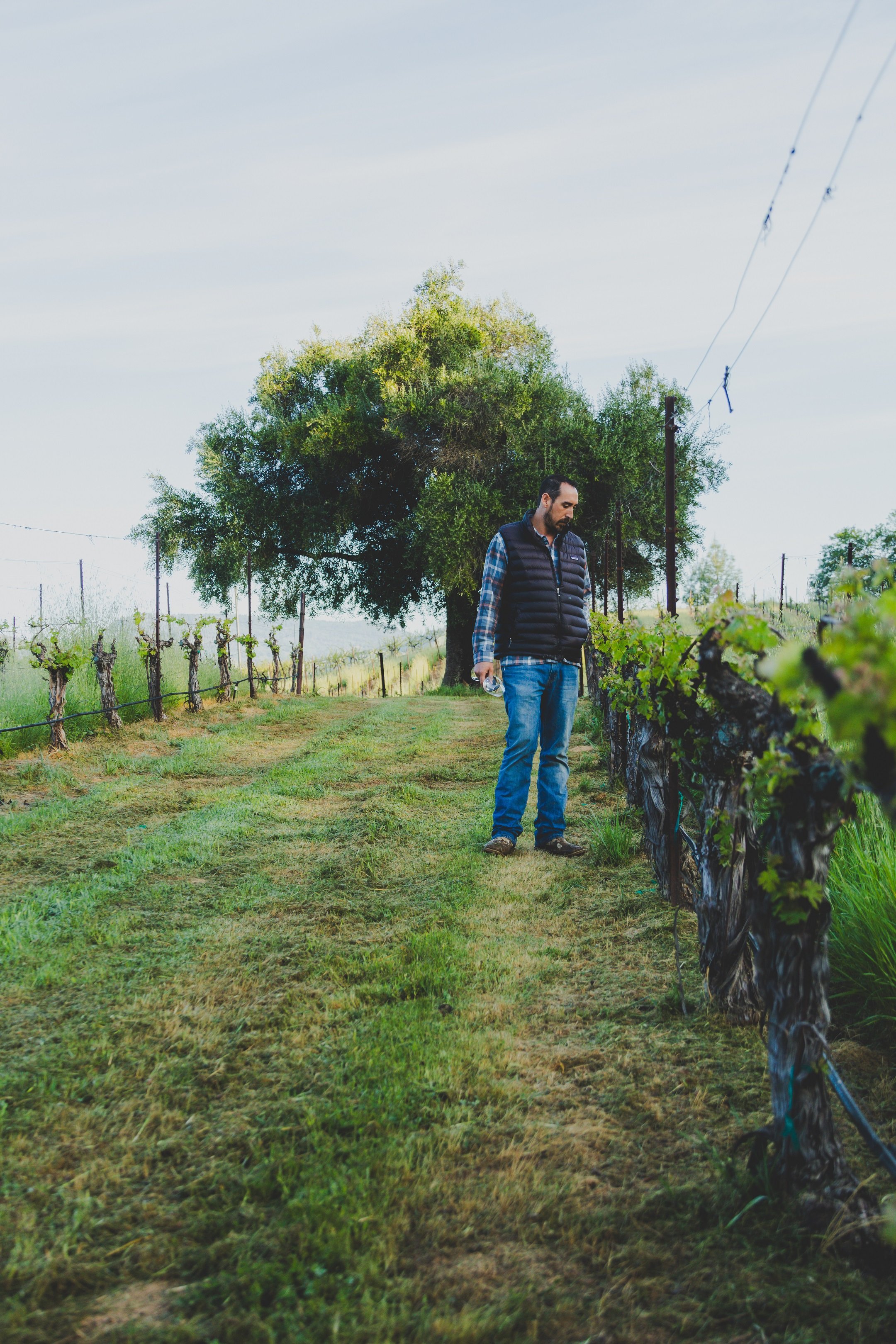 A man wearing a blue plaid shirt, black vest, and jeans walking through a vineyard, holding a water bottle, with a large tree and power lines in the background.