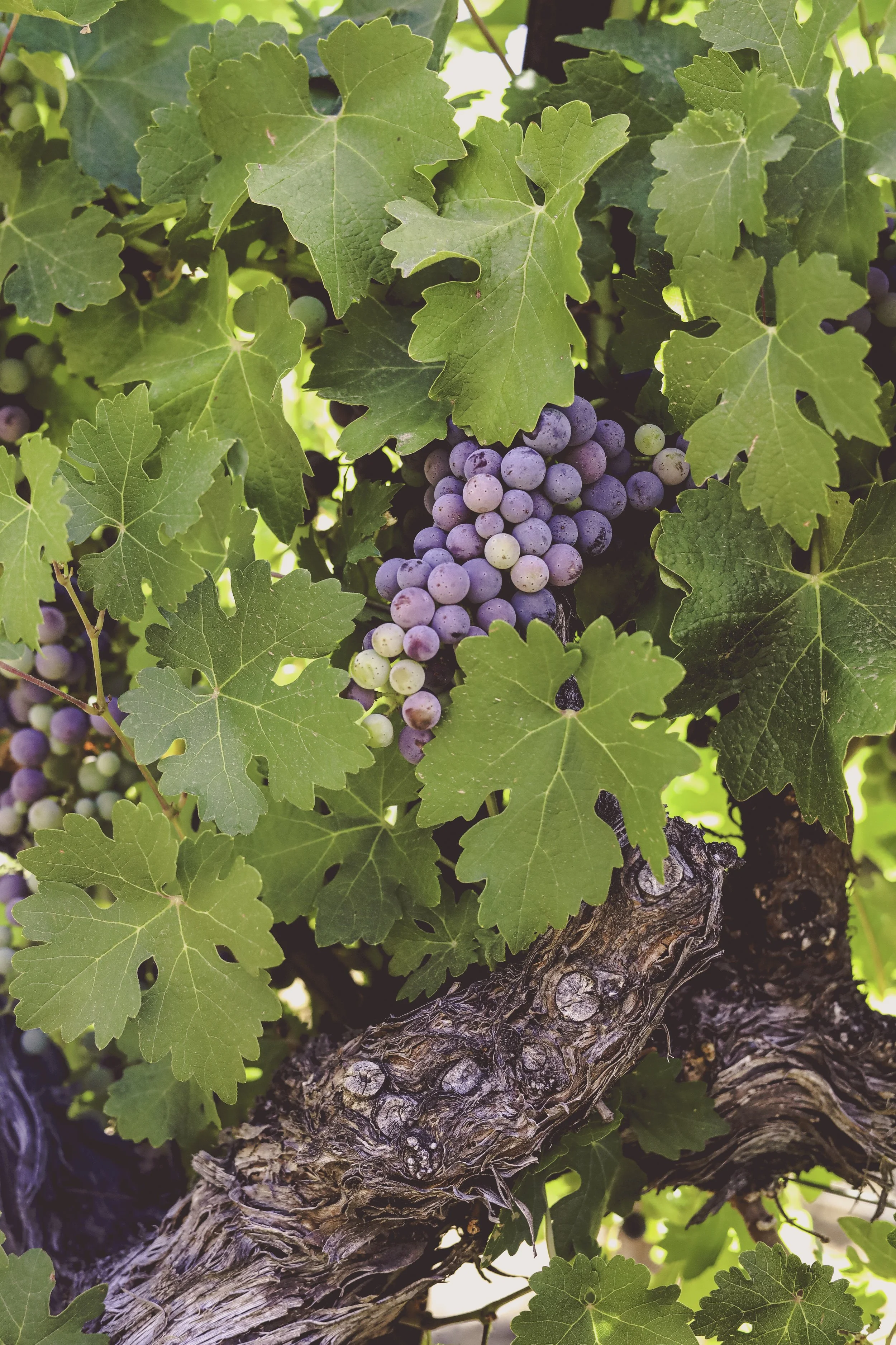 Close-up of a grapevine showing a bunch of ripening purple grapes surrounded by large green leaves and a textured, gnarled vine trunk.