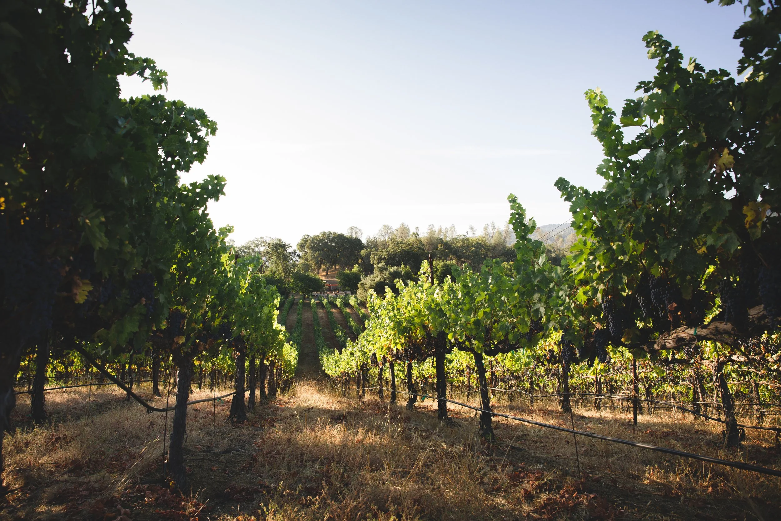 A vineyard with grapevines growing on trellises under a clear sky, surrounded by trees and countryside.