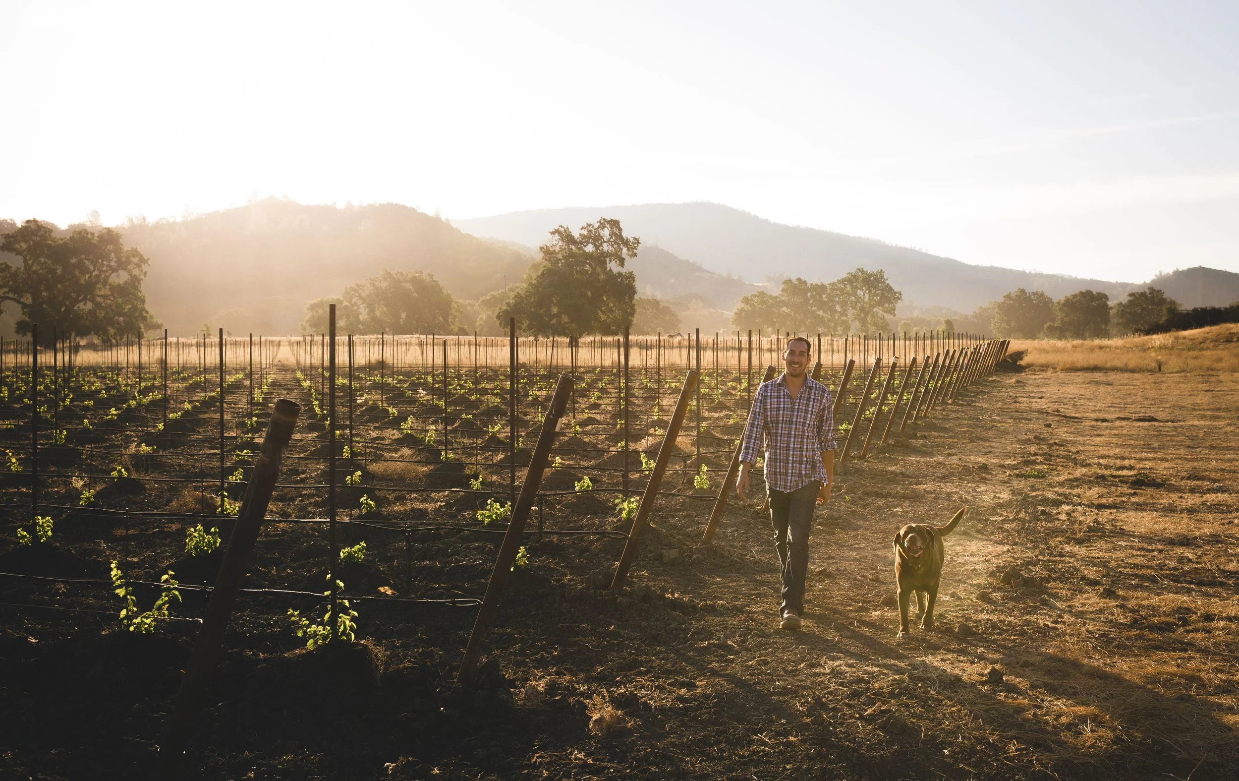 A man walking along a vineyard path with a dog, during sunset with rolling hills and trees in the background.