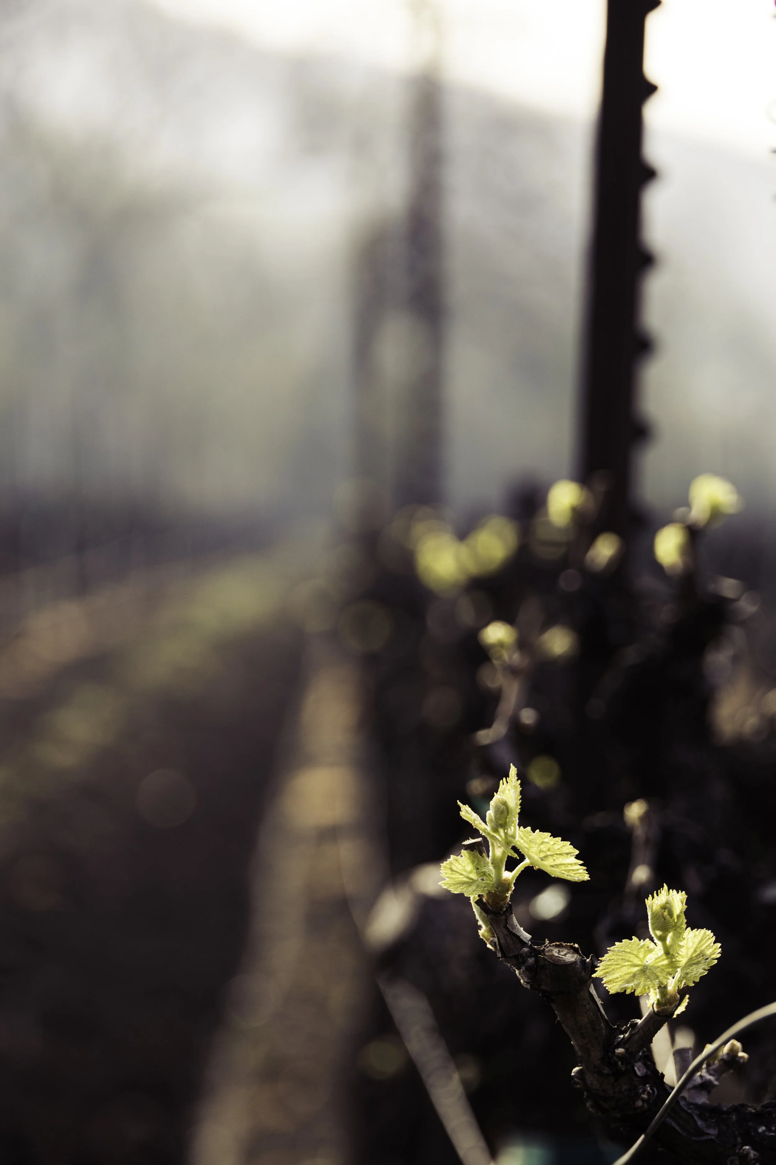 Close-up of a small, green leaf sprouting from a dark brown vine branch, with blurred background and warm sunlight.