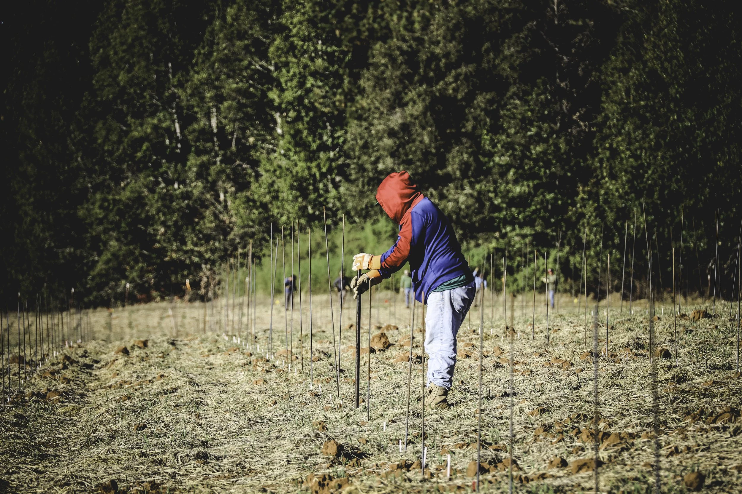 A person wearing a red hooded jacket and gloves is working outdoors in a field with small metal stakes, with a large wooded area in the background.