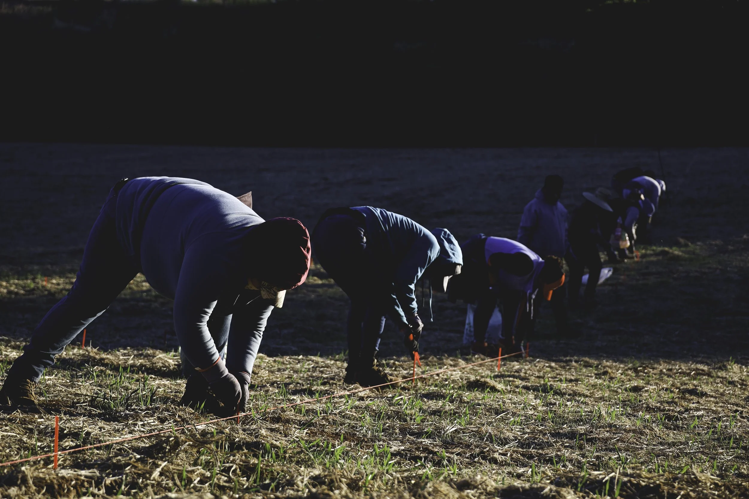 People planting seedlings in a field during sunset.