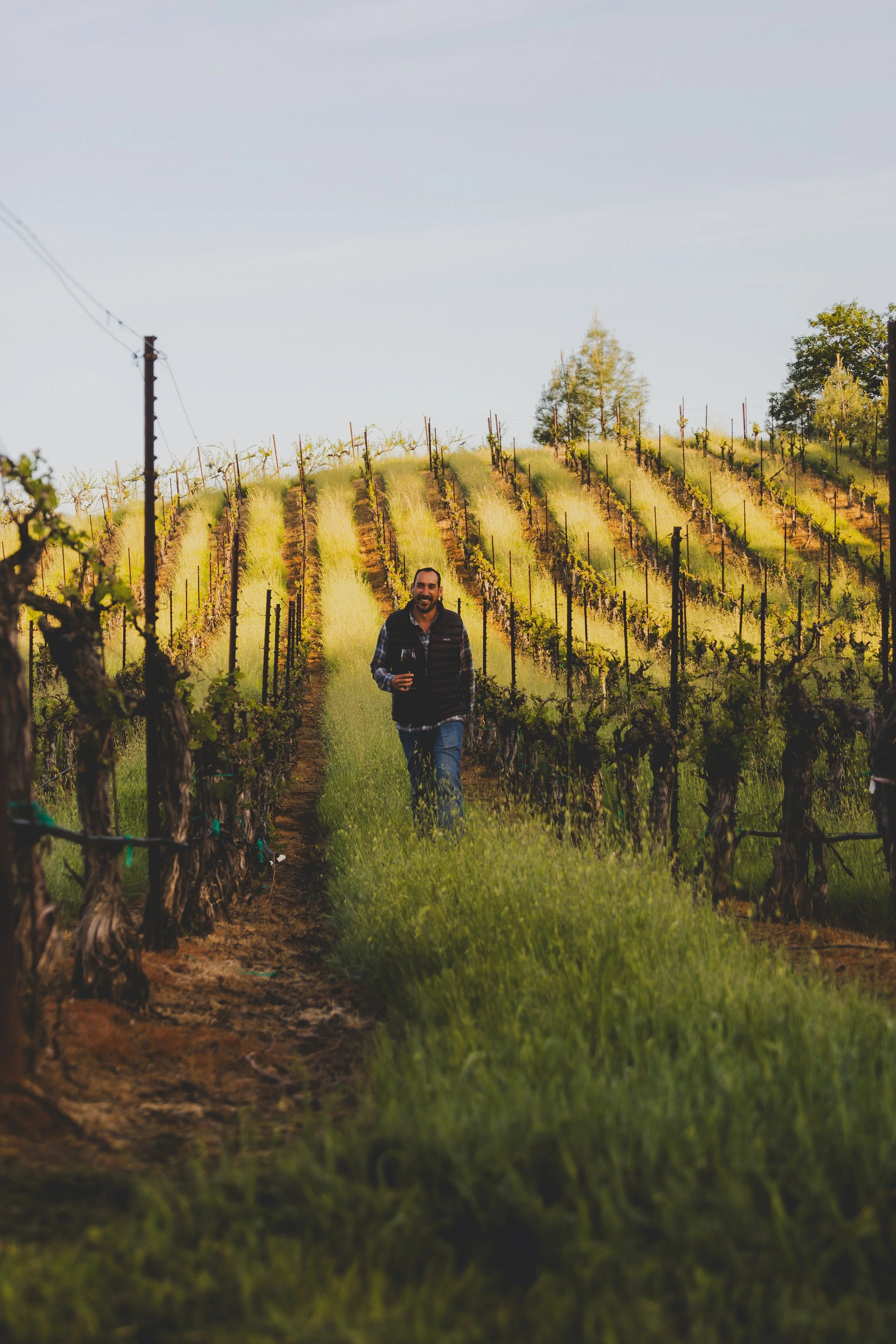 A man walking through a vineyard holding a wine glass, with rows of grapevines and trees in the background on a sunny day.