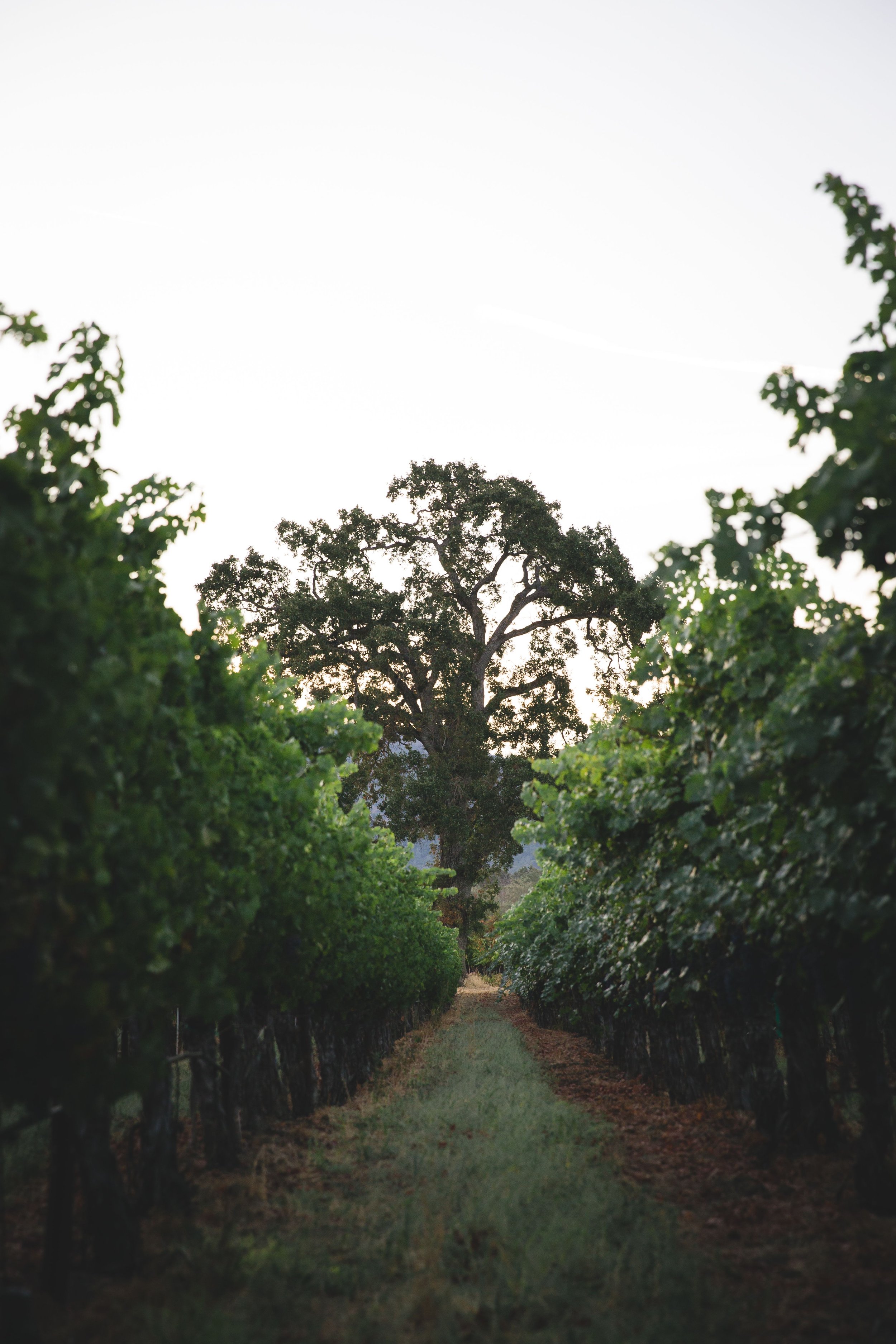 Vineyard with rows of grapevines leading to a large tree in the distance under a bright sky.