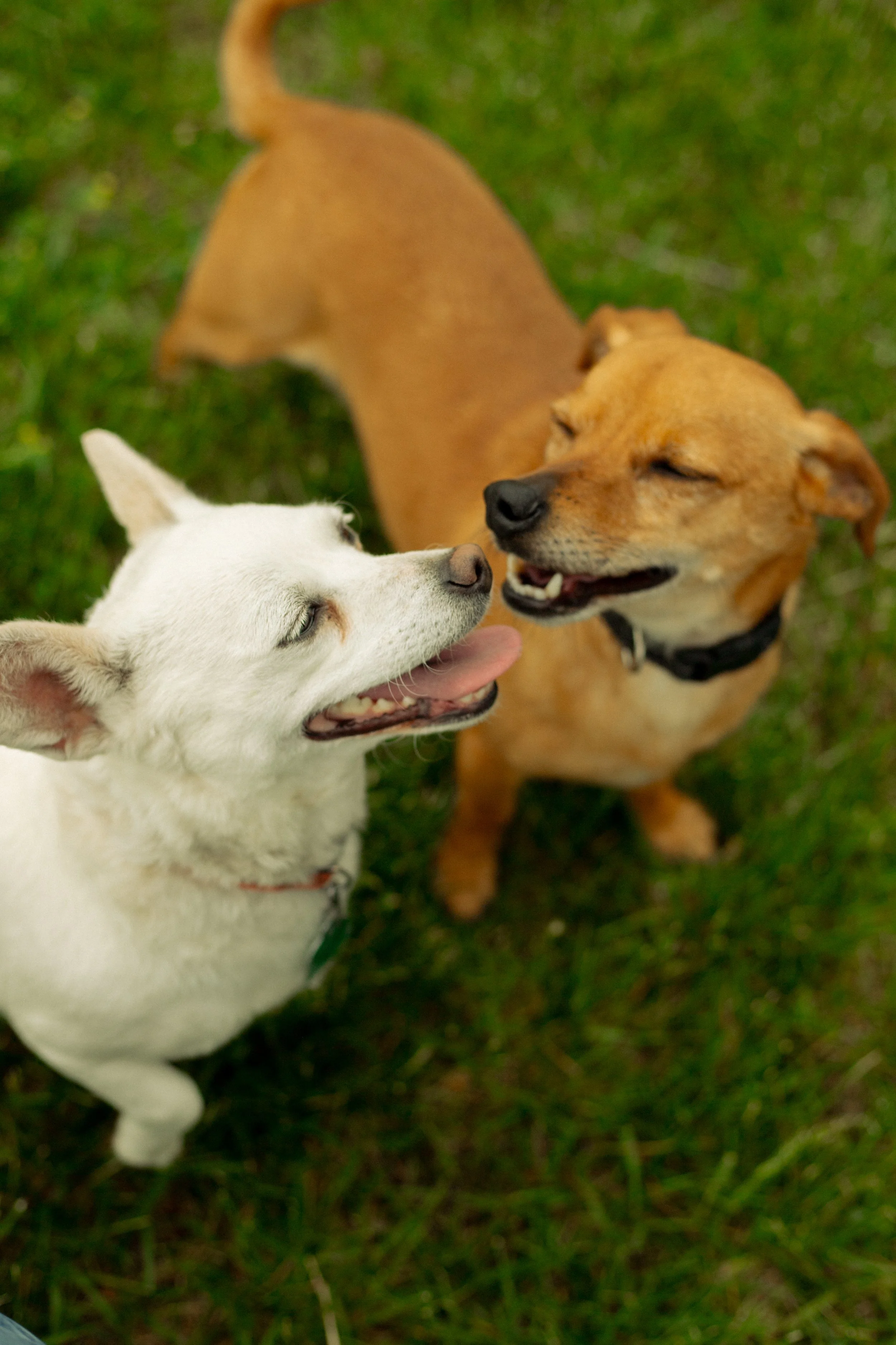 Dickinson County Animal Clinic Photos and tri-fold brochure