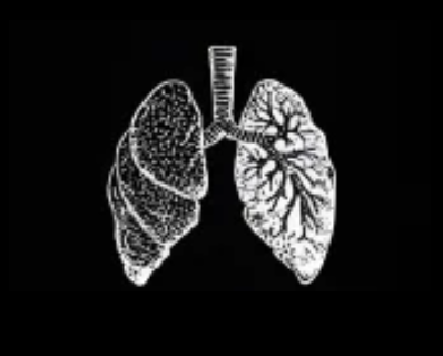 Illustration of human lungs with a ruler behind them.