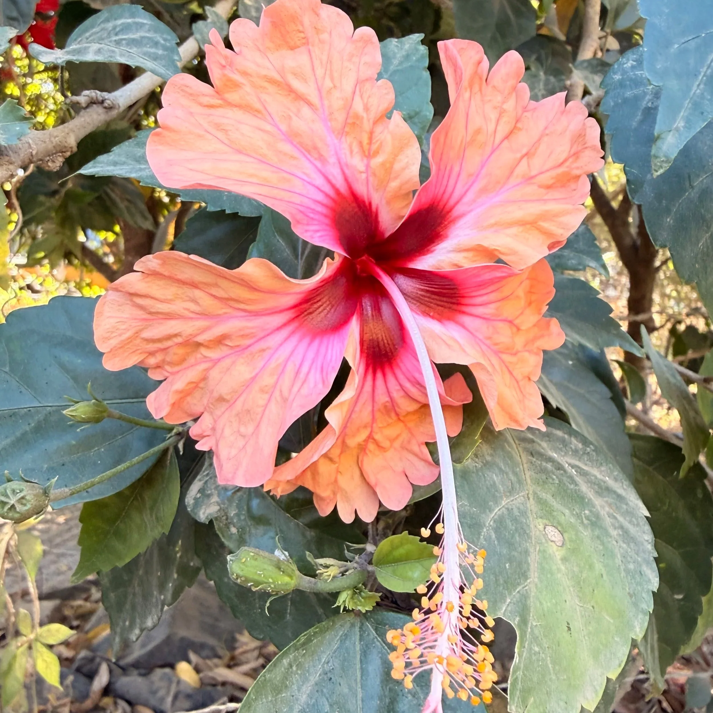 Close-up of a vibrant orange and pink hibiscus flower surrounded by green leaves and some yellow flower buds.