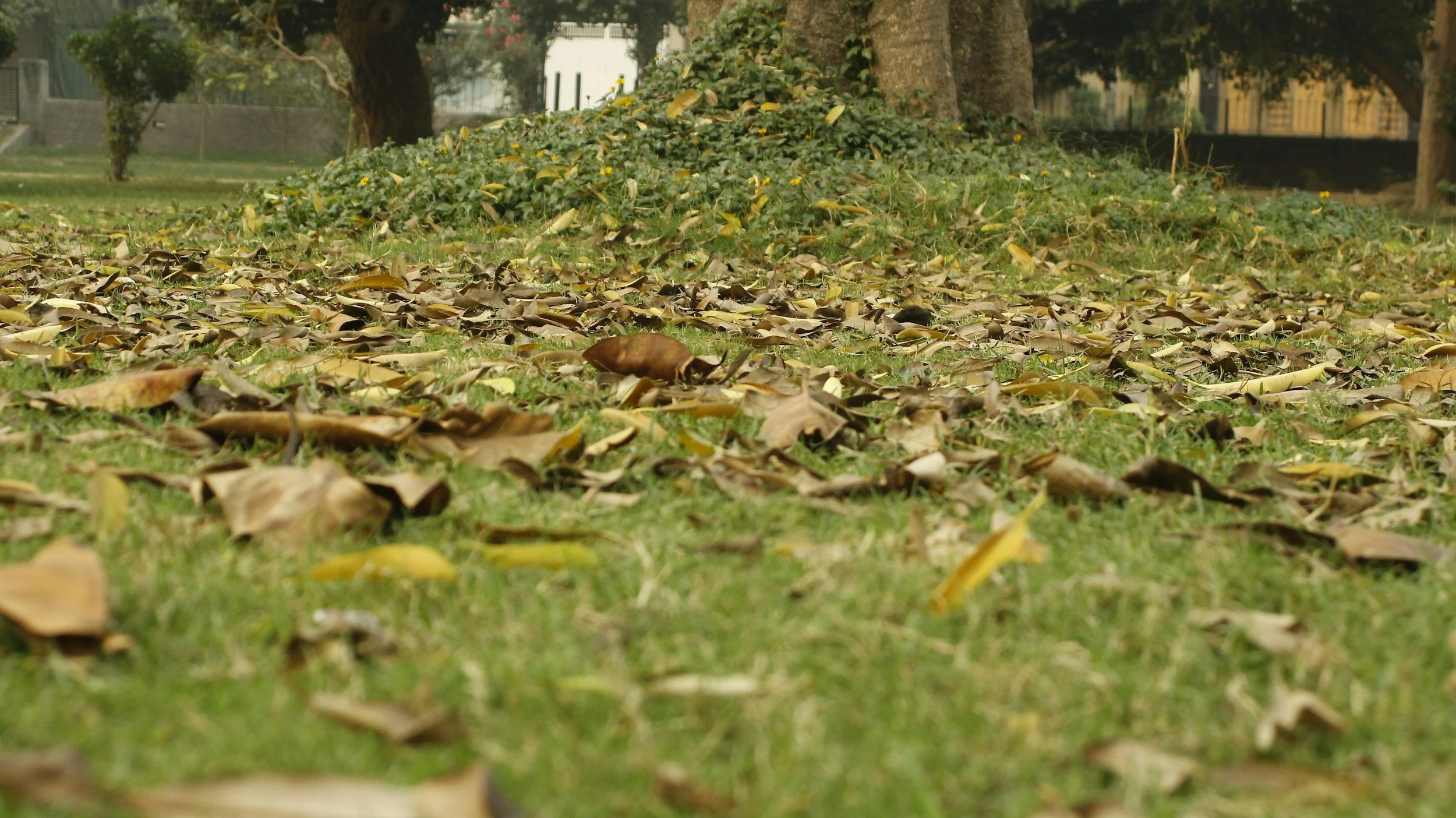 Herbstlaub bedeckt den Boden unter einem Baum in einem Park, im Hintergrund sind Bäume und Zäune sichtbar.
