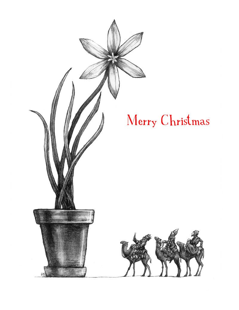 Black and white drawing of a potted flower with long, curved leaves and five petals, next to a line of three shepherds on camels, with a red text saying 'Merry Christmas'.