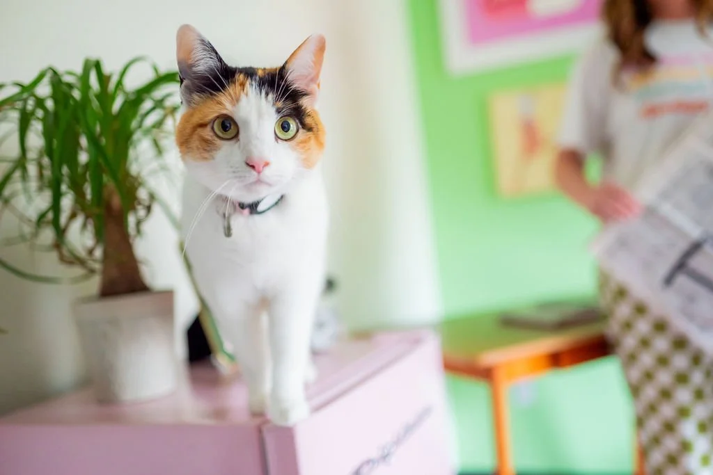 Close-up of a calico cat with yellow-green eyes and pink nose standing on a pink surface, with a potted plant in the background and a person holding a newspaper on the right side.