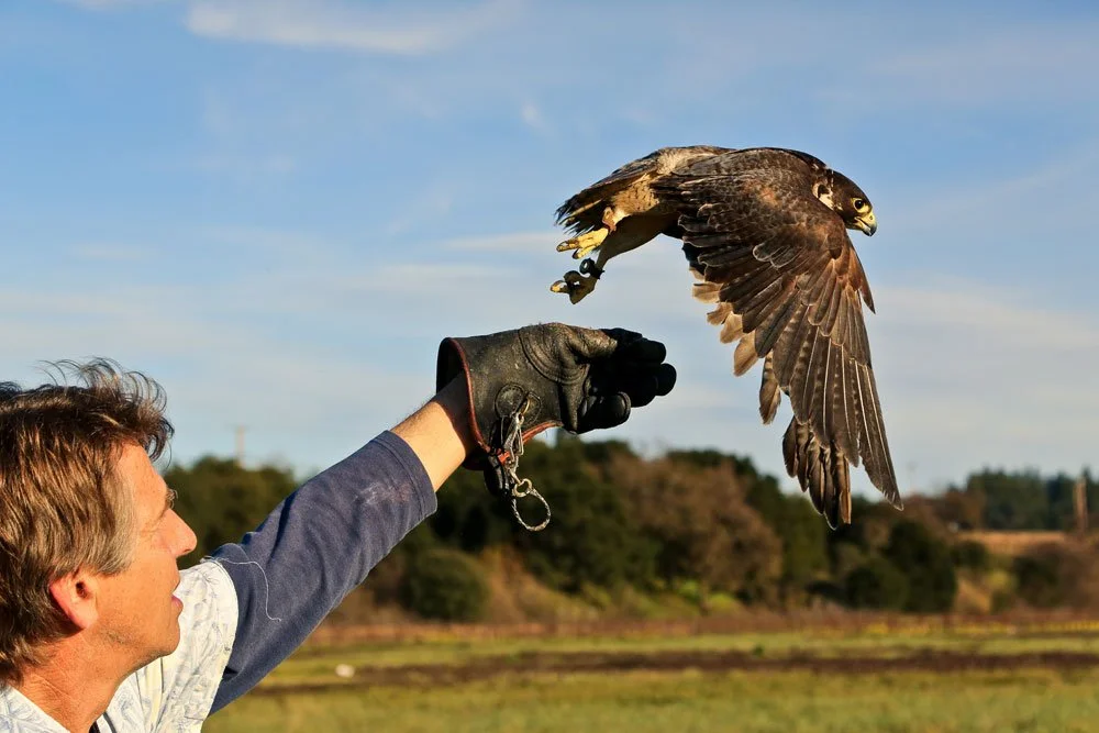 A person wearing a glove is releasing a hawk into the air during the daytime outside.