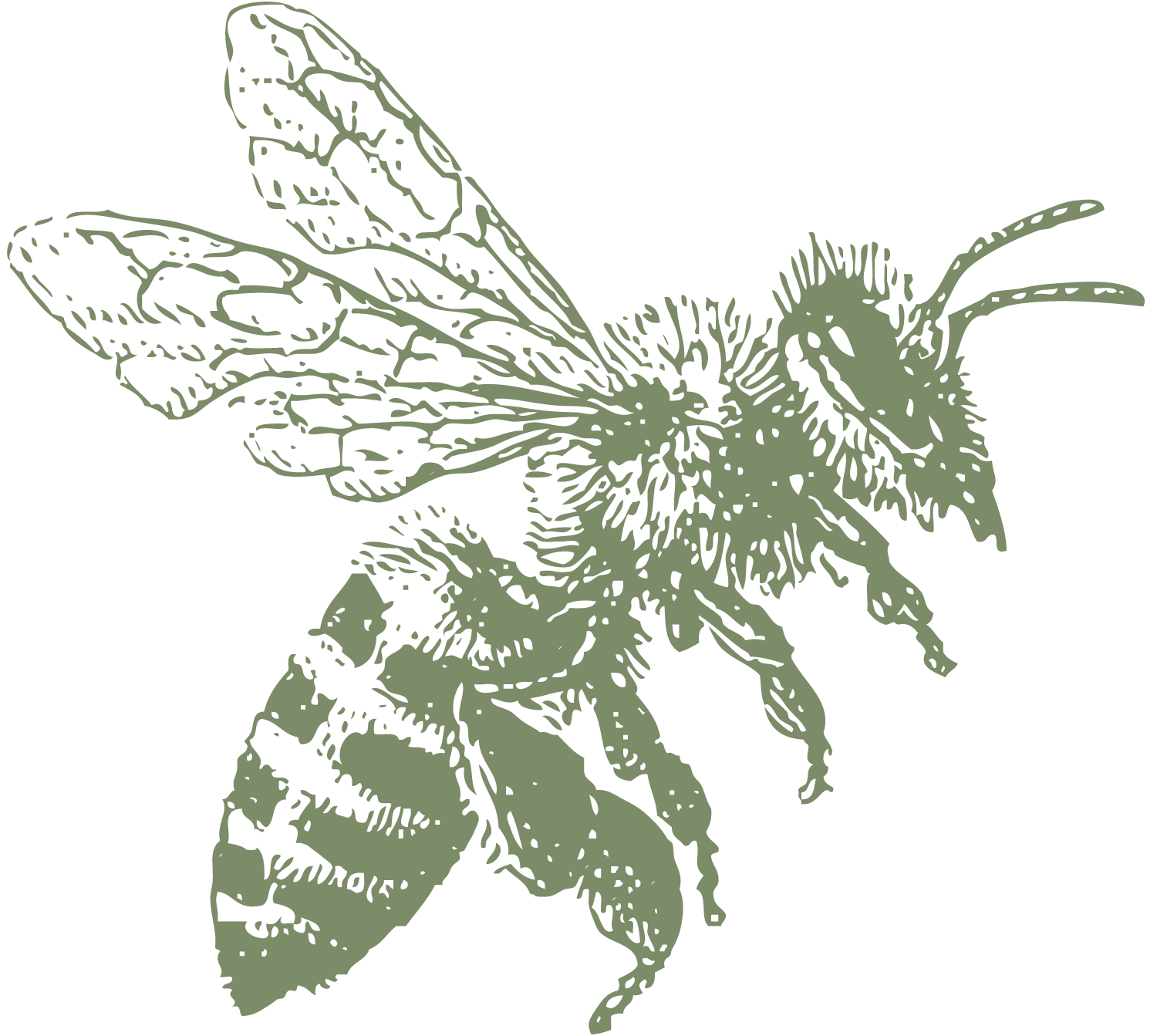 Line drawing of a bee with wings on a black background.