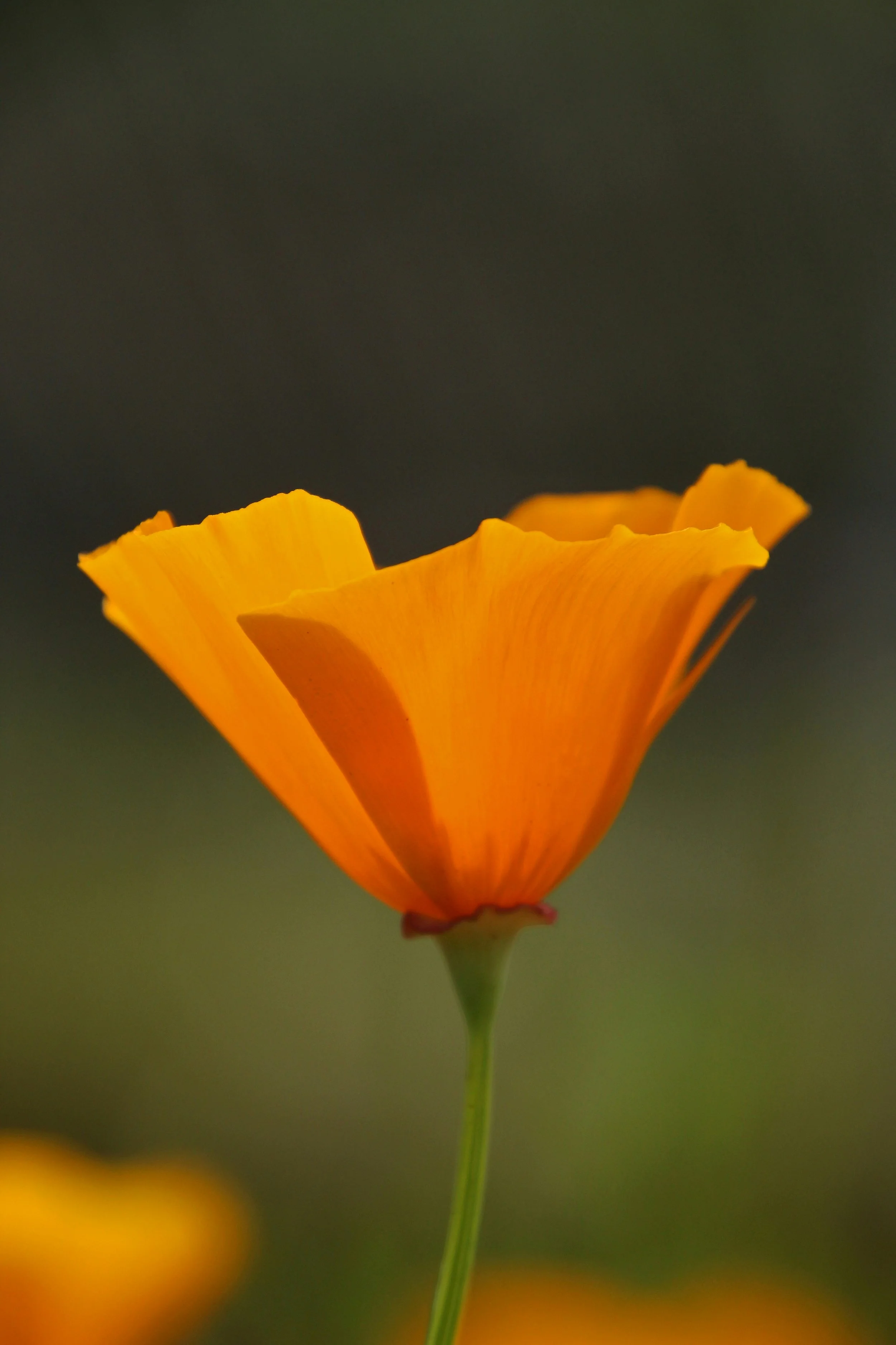Close-up of an orange California poppy flower against a blurred green background.