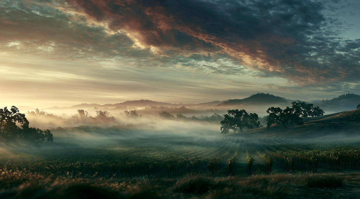 A scenic landscape of rolling hills with a vineyard in the foreground, trees scattered across the terrain, and a misty valley with mountains in the background under a dramatic sky with clouds at sunrise or sunset.