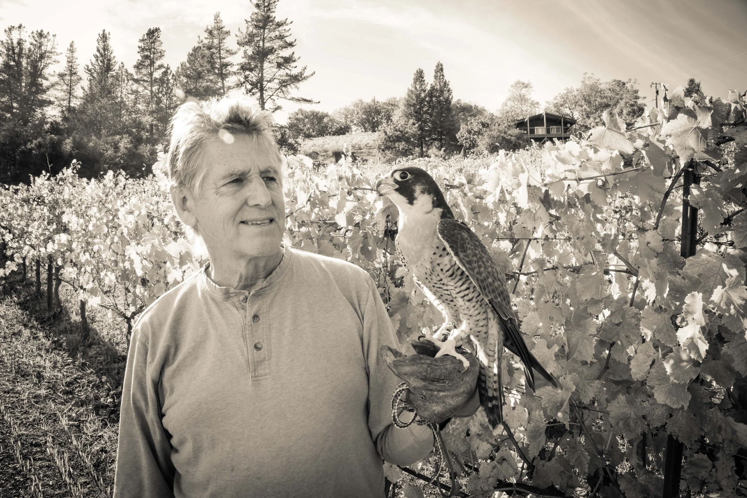 An older man with light hair and a light-colored shirt holding a bird of prey on his gloved hand in a vineyard with grapevines and a house in the background.