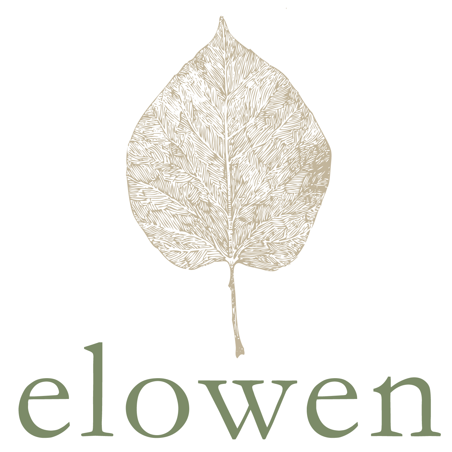 Line drawing of a leaf with detailed vein structure, above the word 'eleven' written in lowercase letters.