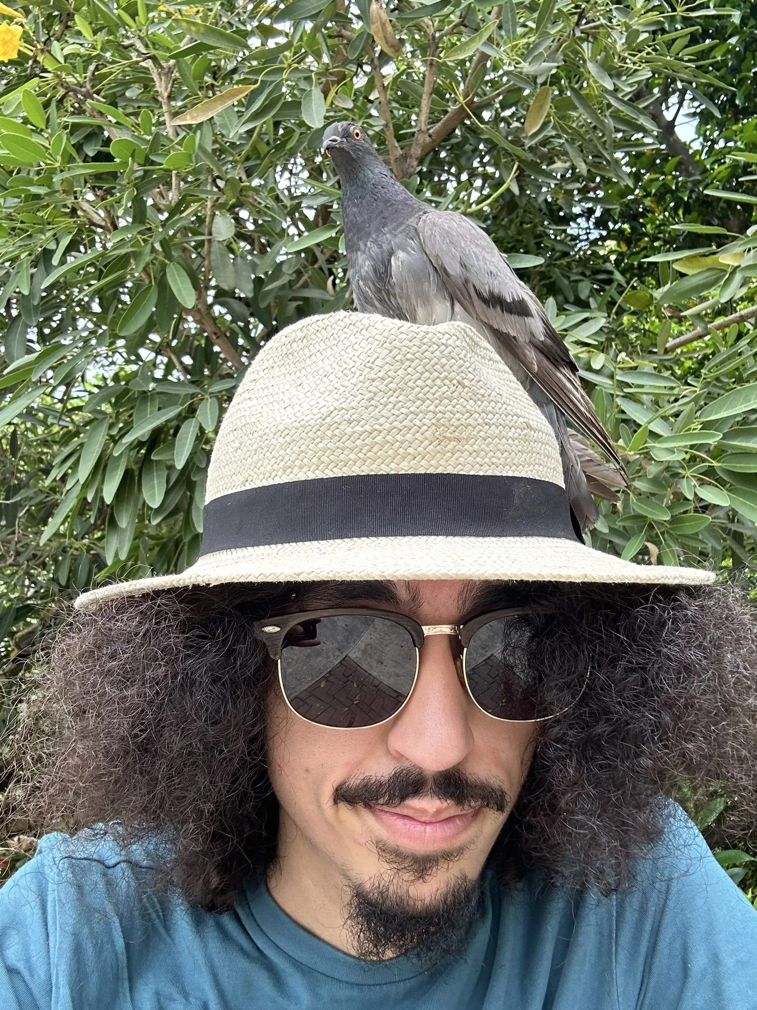 Person wearing a hat, sunglasses, and a blue shirt, with a pigeon perched on the hat. The background includes green leafy trees.