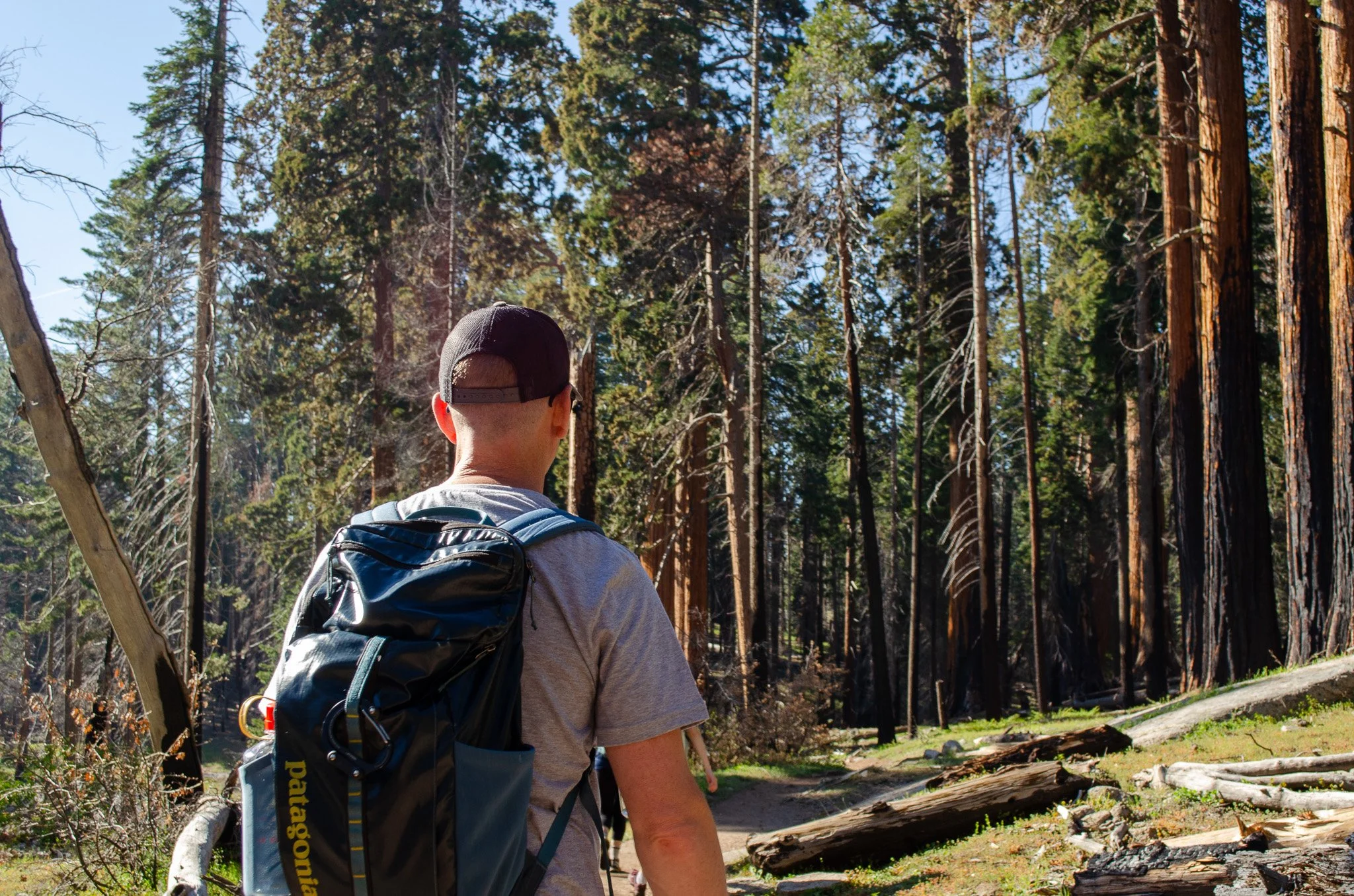 A person walking through a forested area with tall trees and fallen logs, wearing a gray t-shirt, a black cap, and carrying a blue and black backpack.