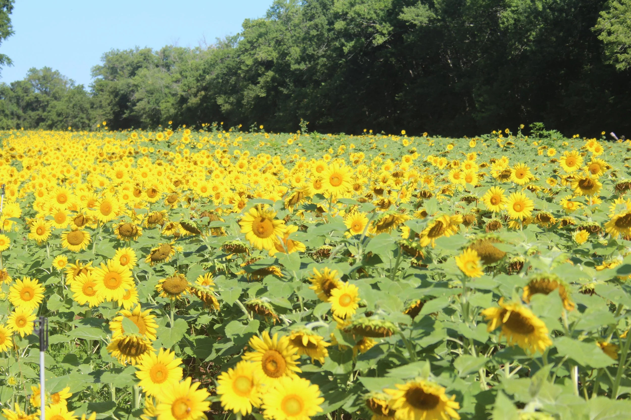 A large field of blooming yellow sunflowers with green leaves, bordered by lush green trees under a clear blue sky.