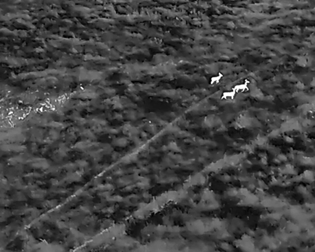 Nighttime aerial view of a rocky landscape with three white dogs walking on the ground.