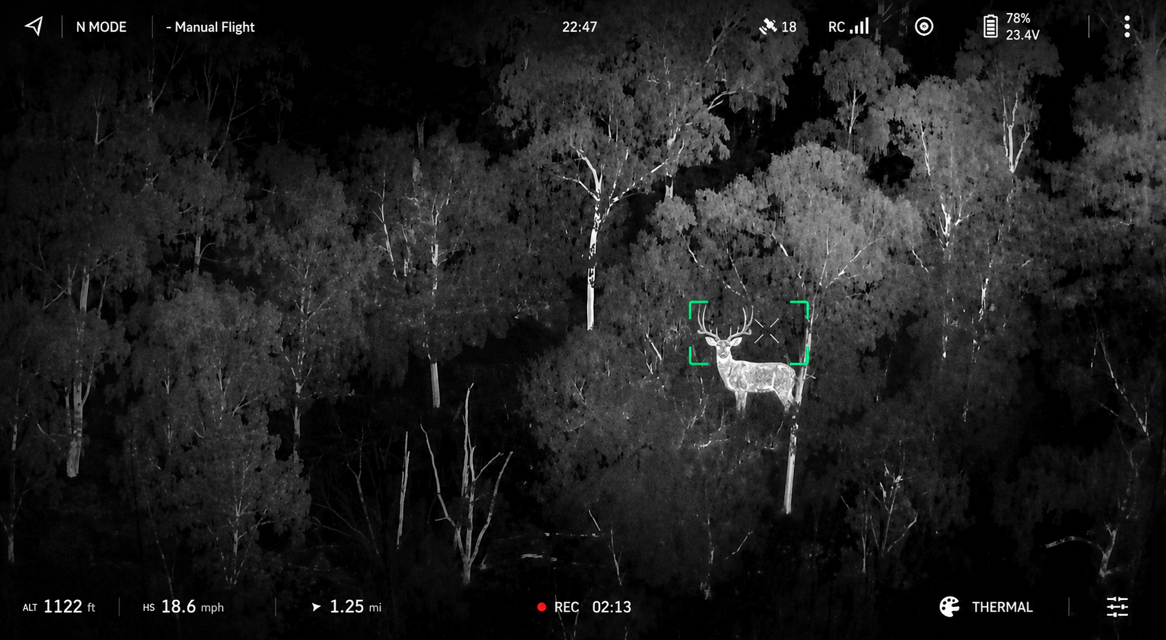 Thermal drone view of a whitetail buck located in wooded terrain