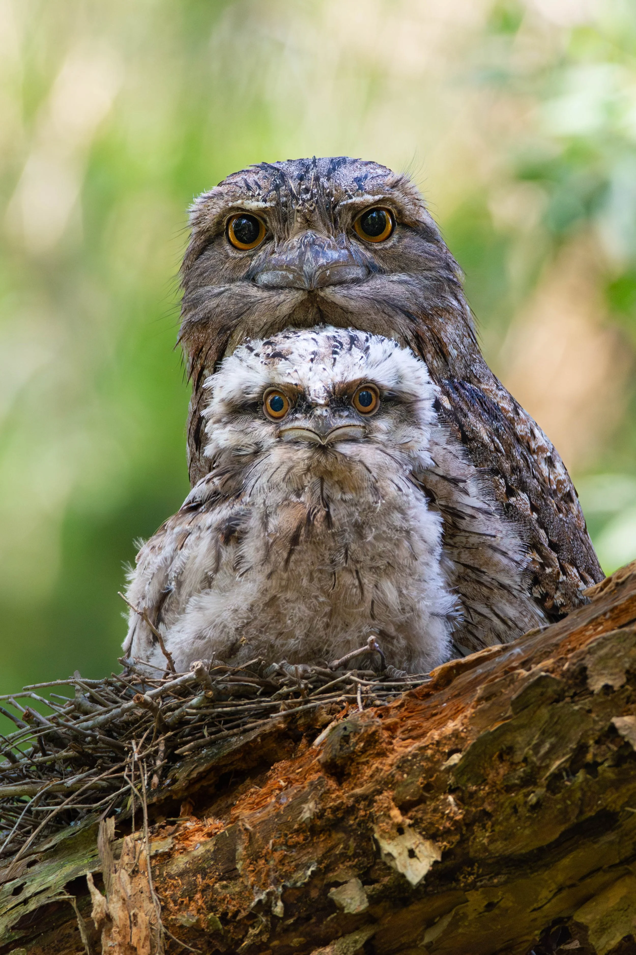 Tawny Family