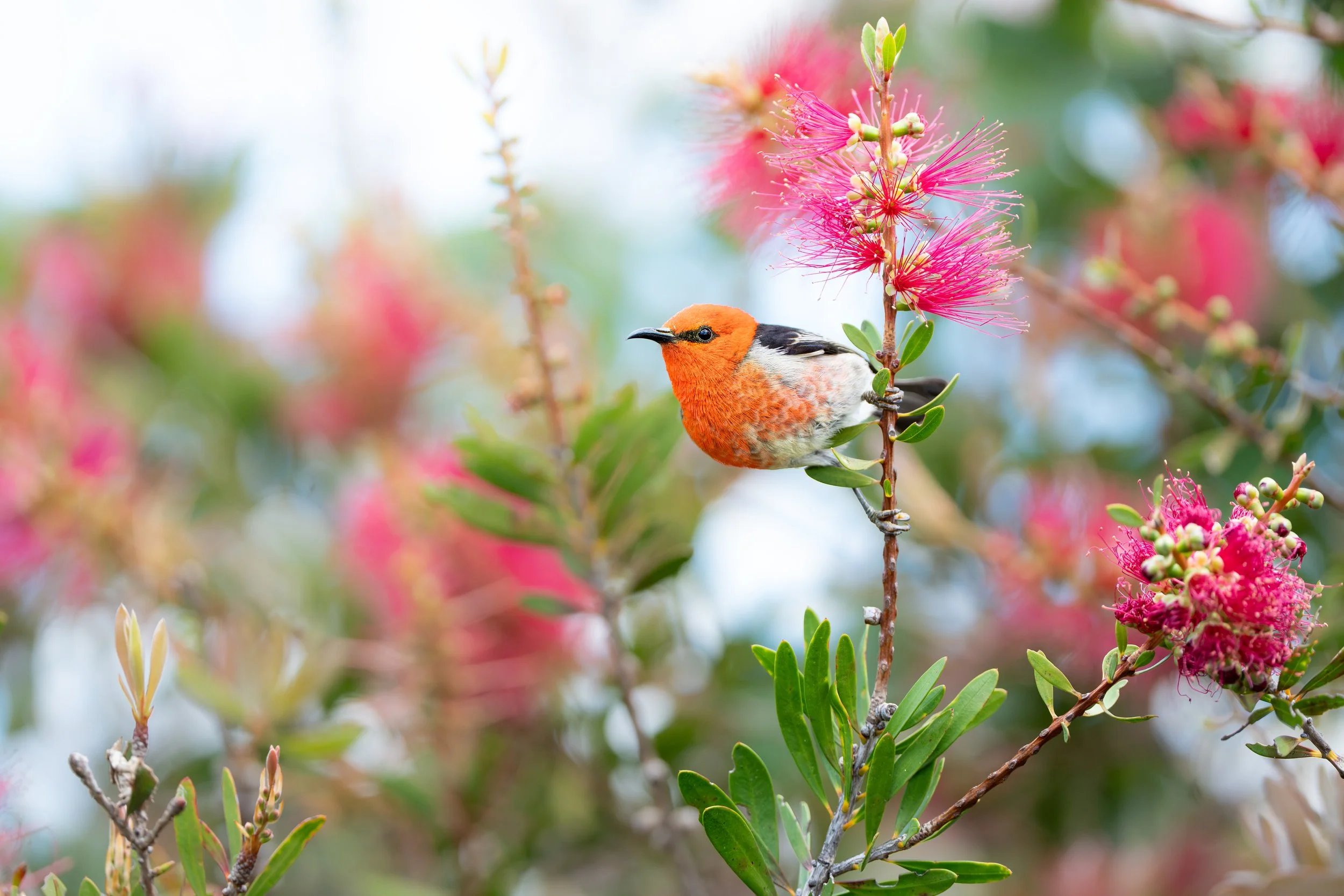 Scarlett Honeyeater, Wauchope NSW