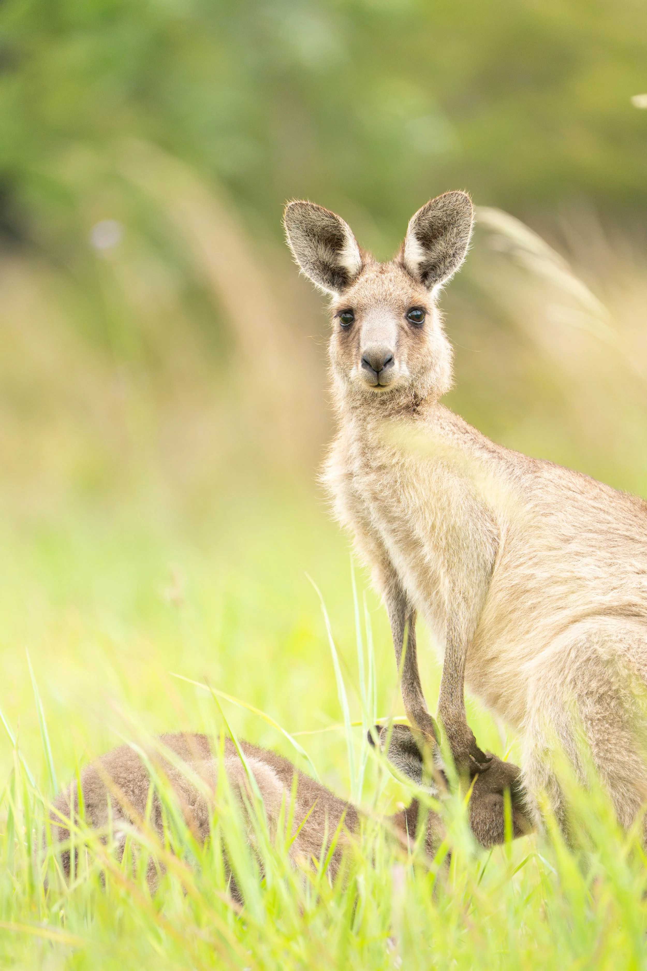 MicahBoyceKangaroo.jpg