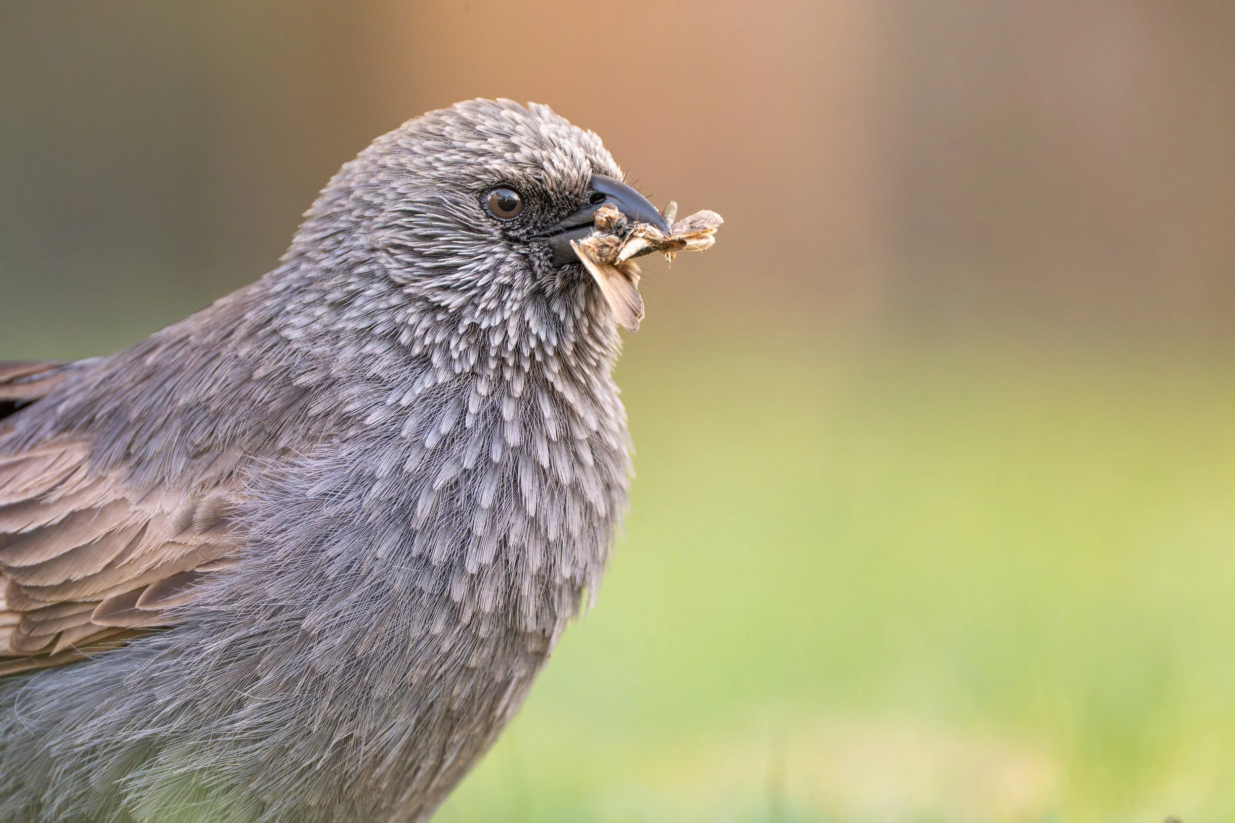 Apostlebird, Warrumbungle National Park NSW