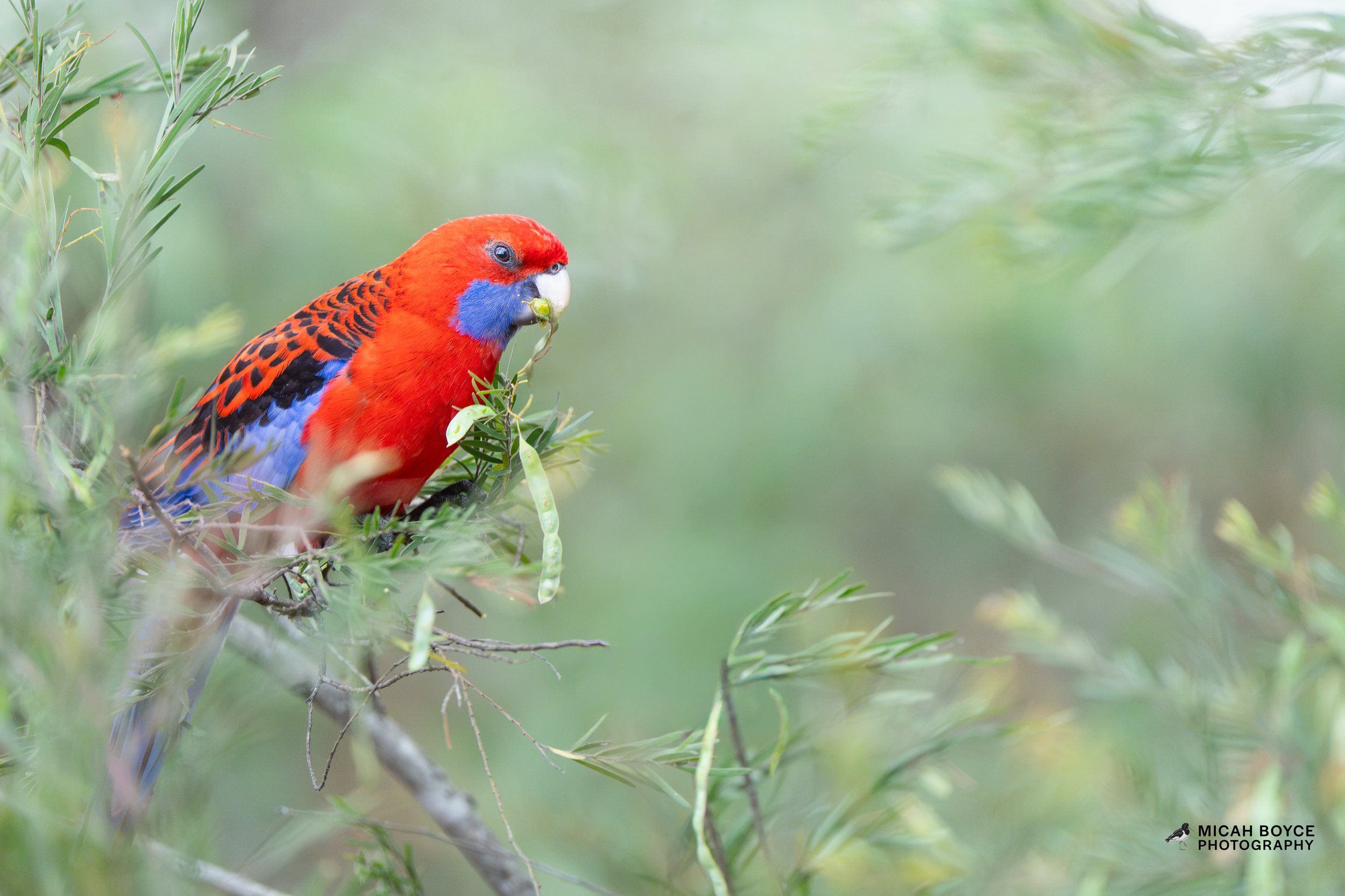 Crimson Rosella, Wauchope NSW