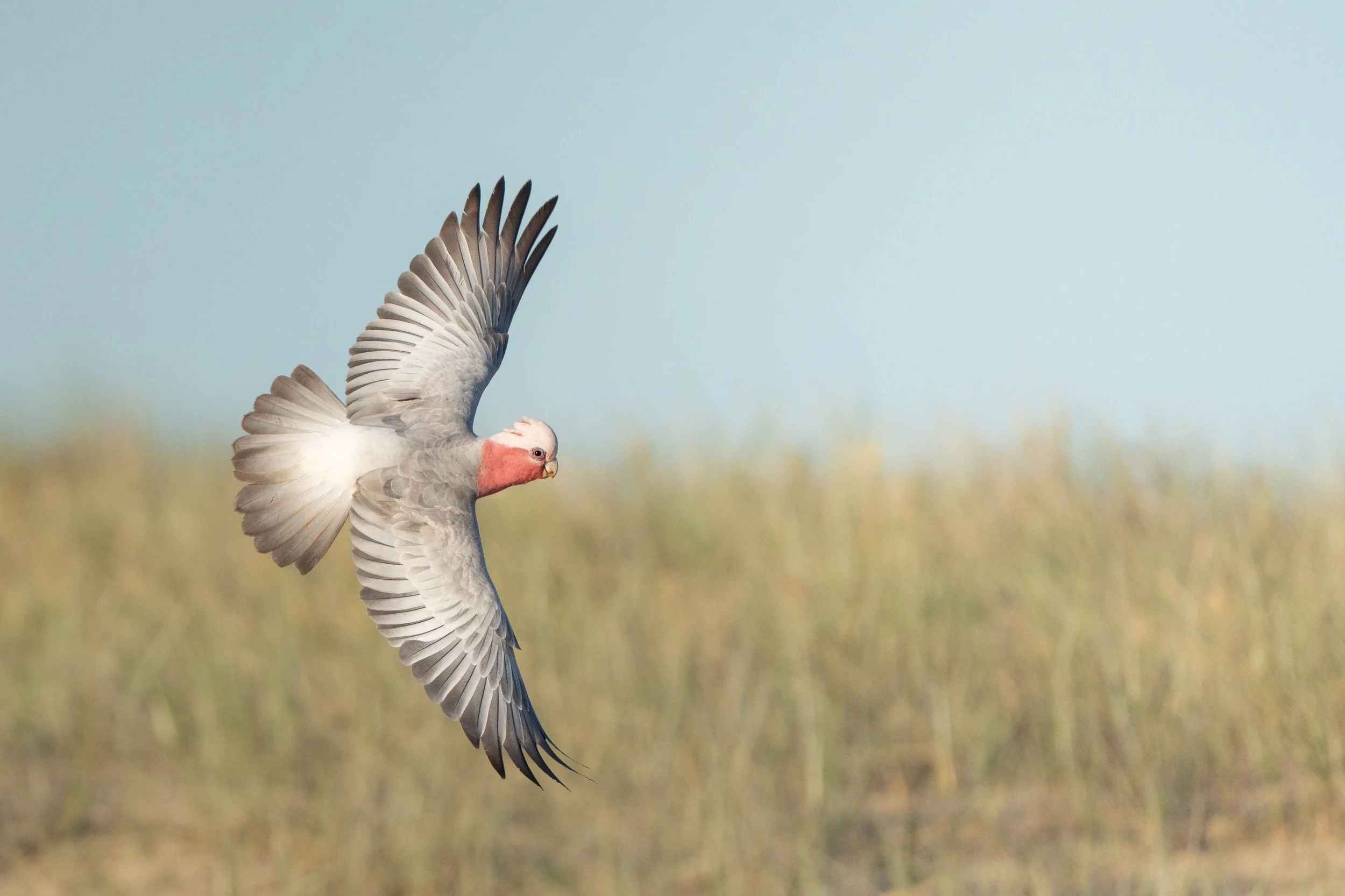 Galah, Harrington NSW