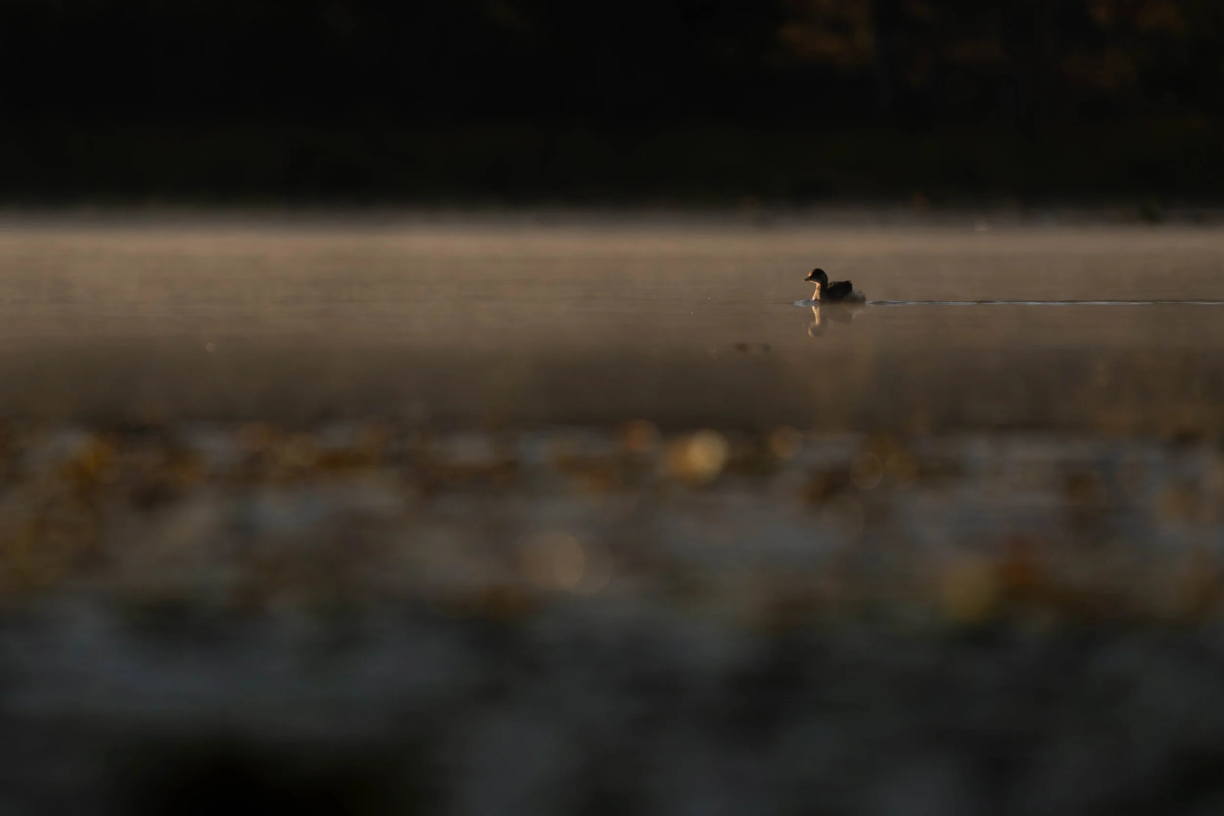 Australasian Grebe, King Creek NSW