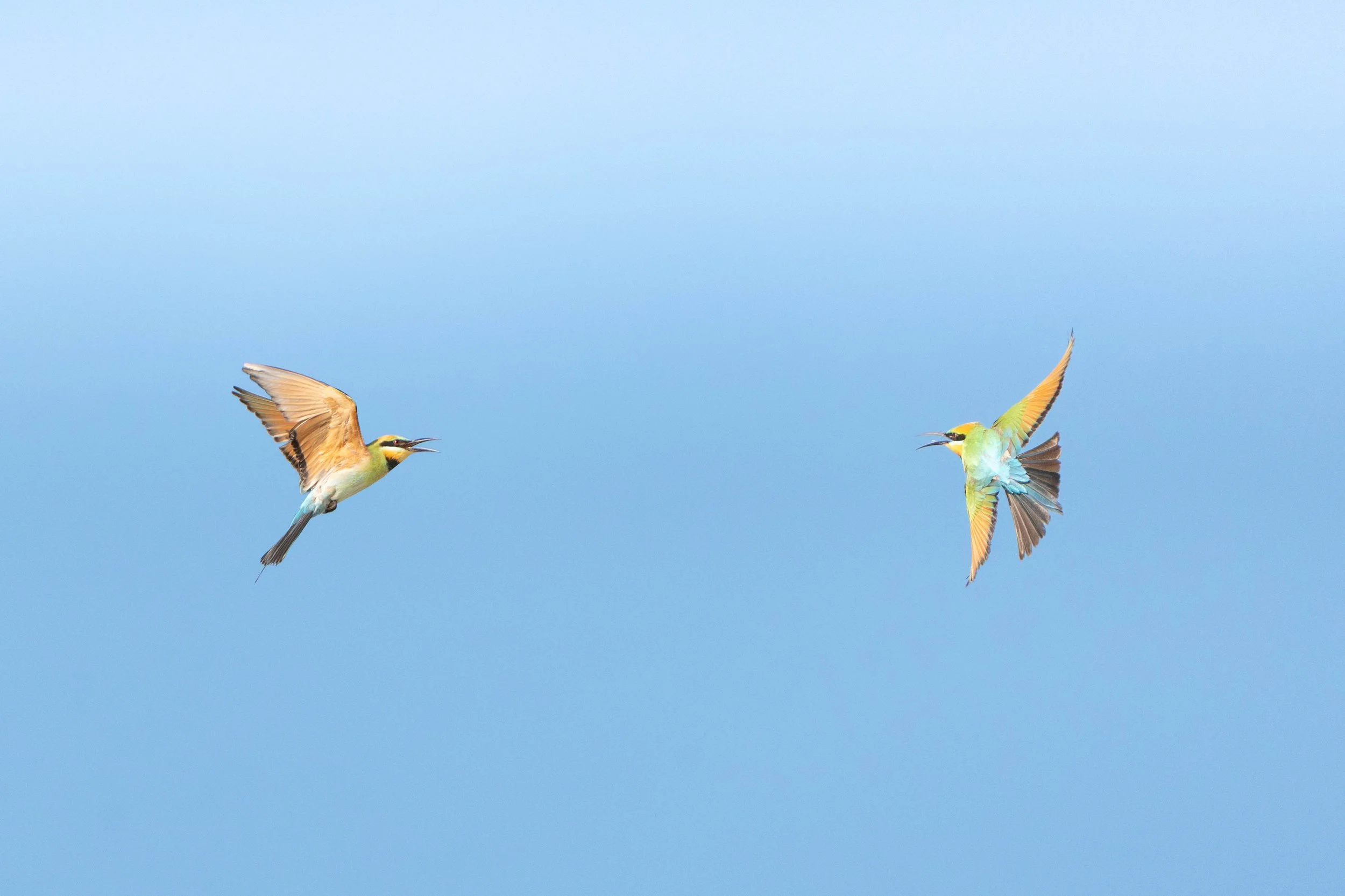 Rainbow Bee Eater Duet