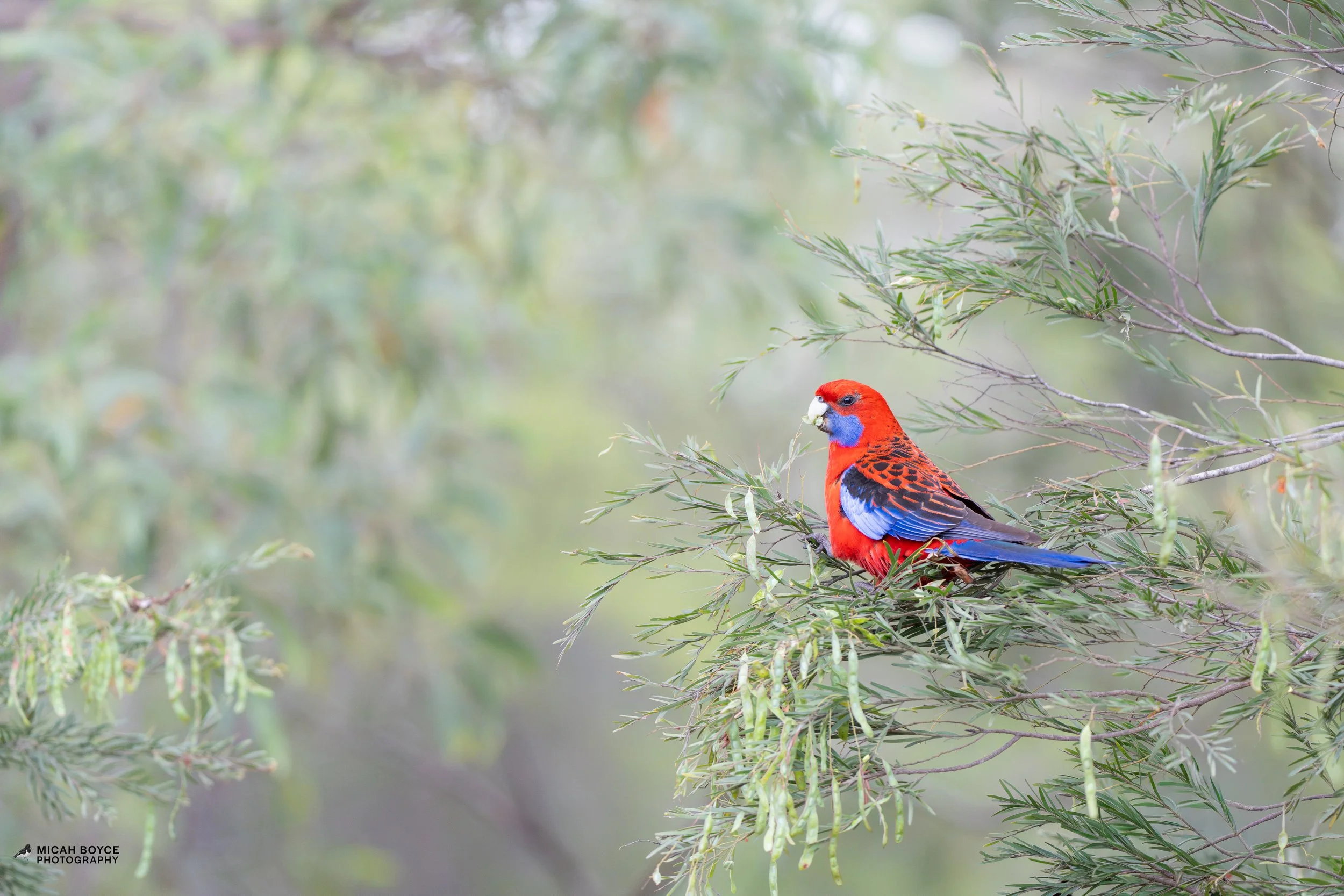 Crimson Rosella, Wauchope NSW