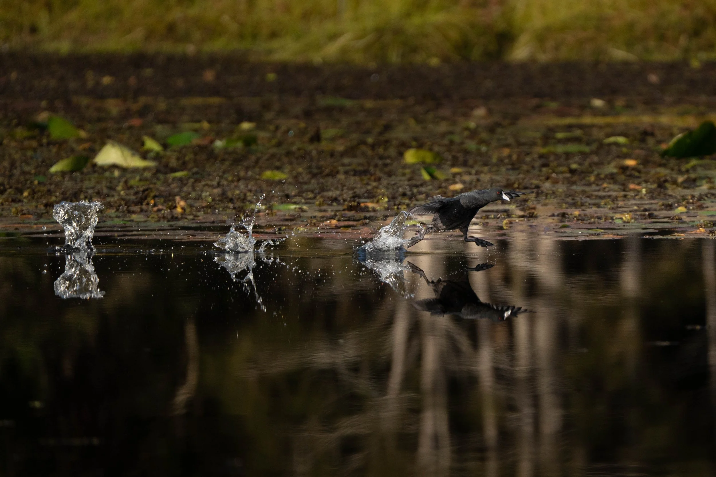 Eurasian Coot, King Creek NSW